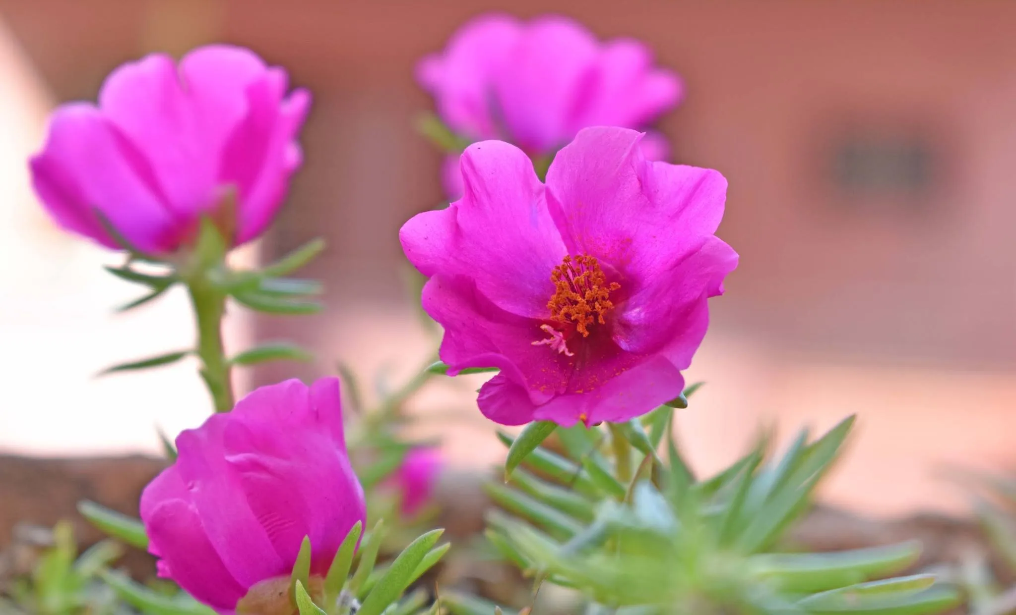 Table rose