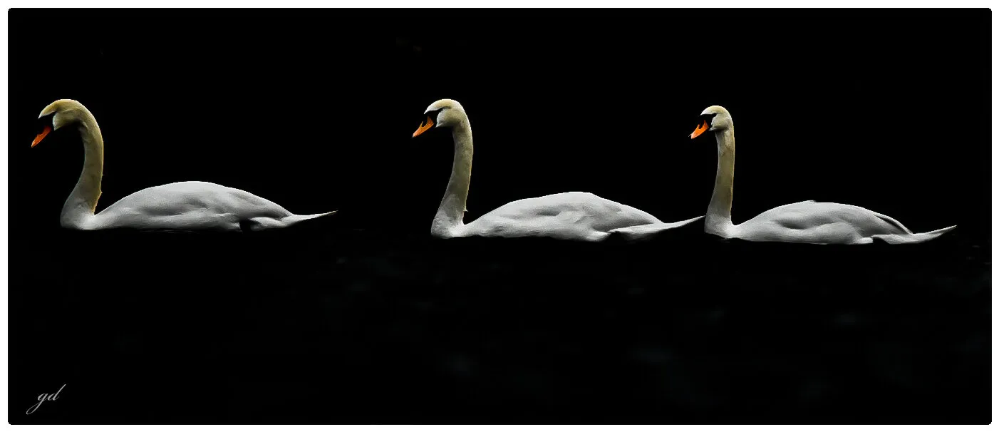 Mute swans