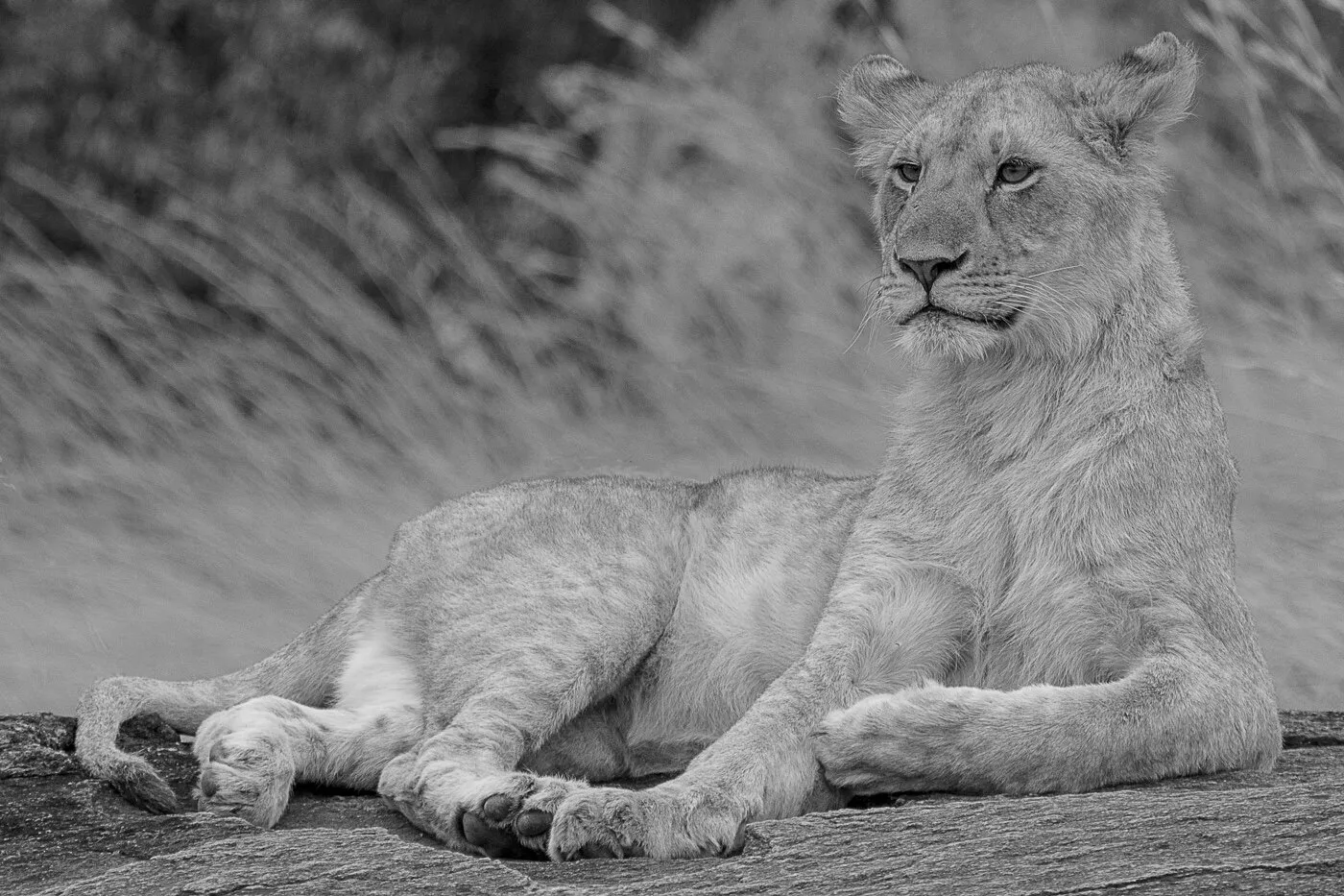 LIONESS