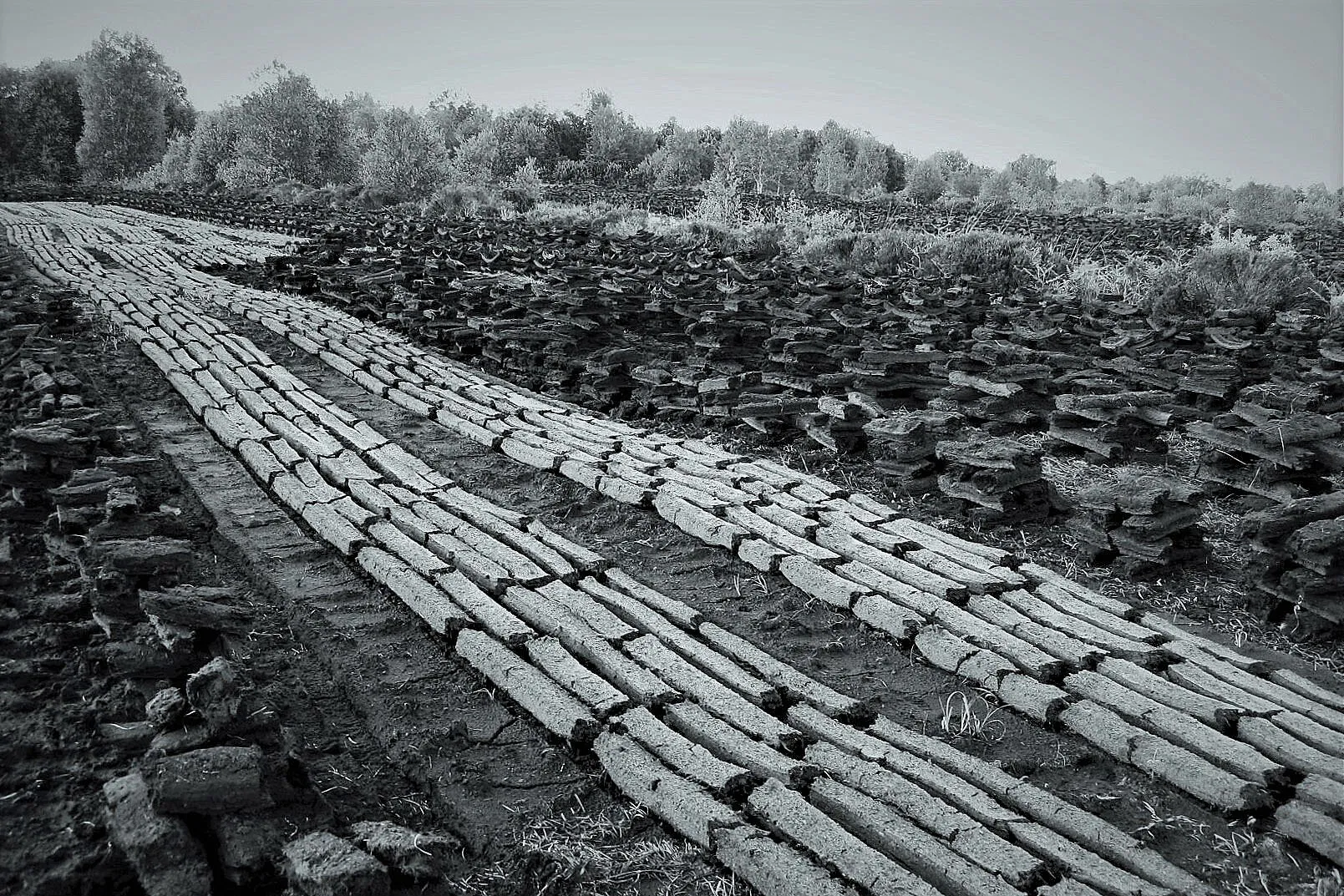 Turf on the bog