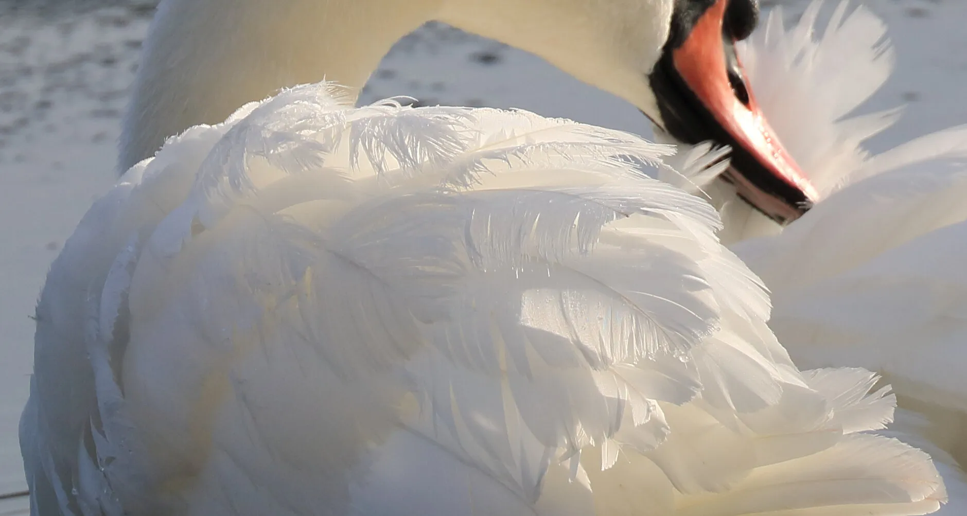 Swan feathers preened and ready for display