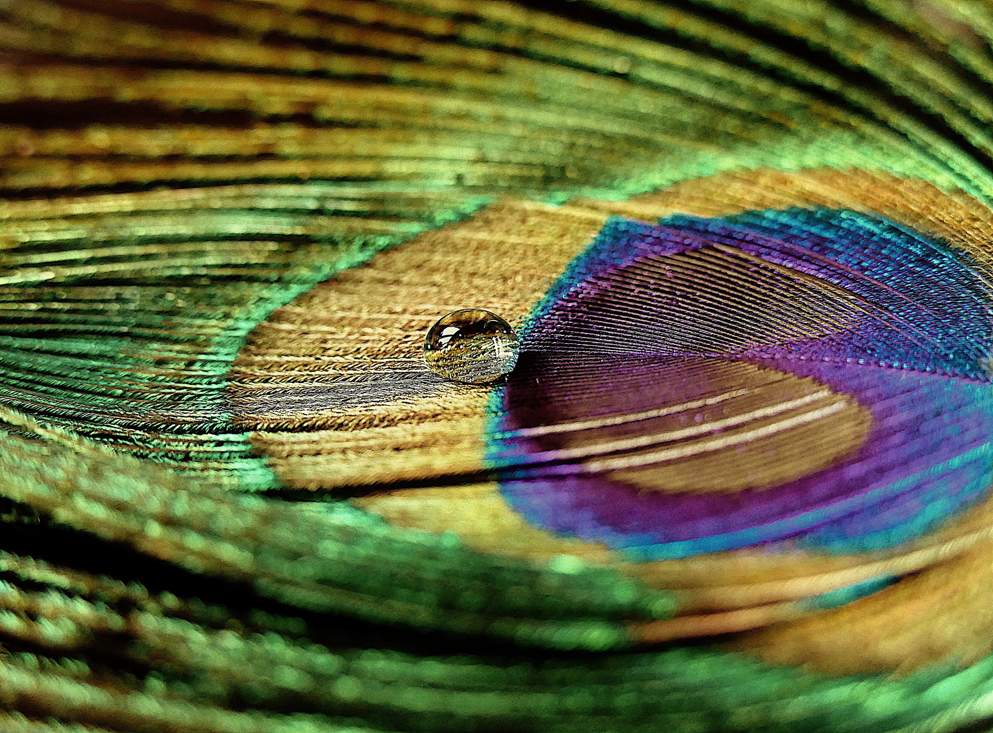 Feathers (in colour)…….Peacock feather.
