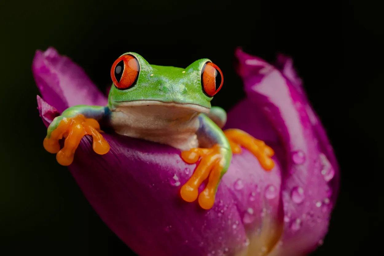 Red-Eyed Tree Frog