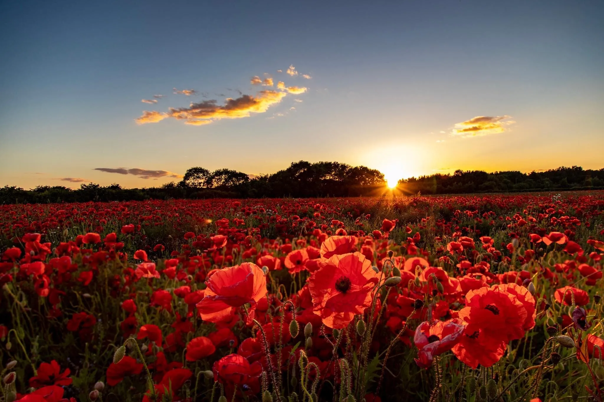 Poppies in Durham