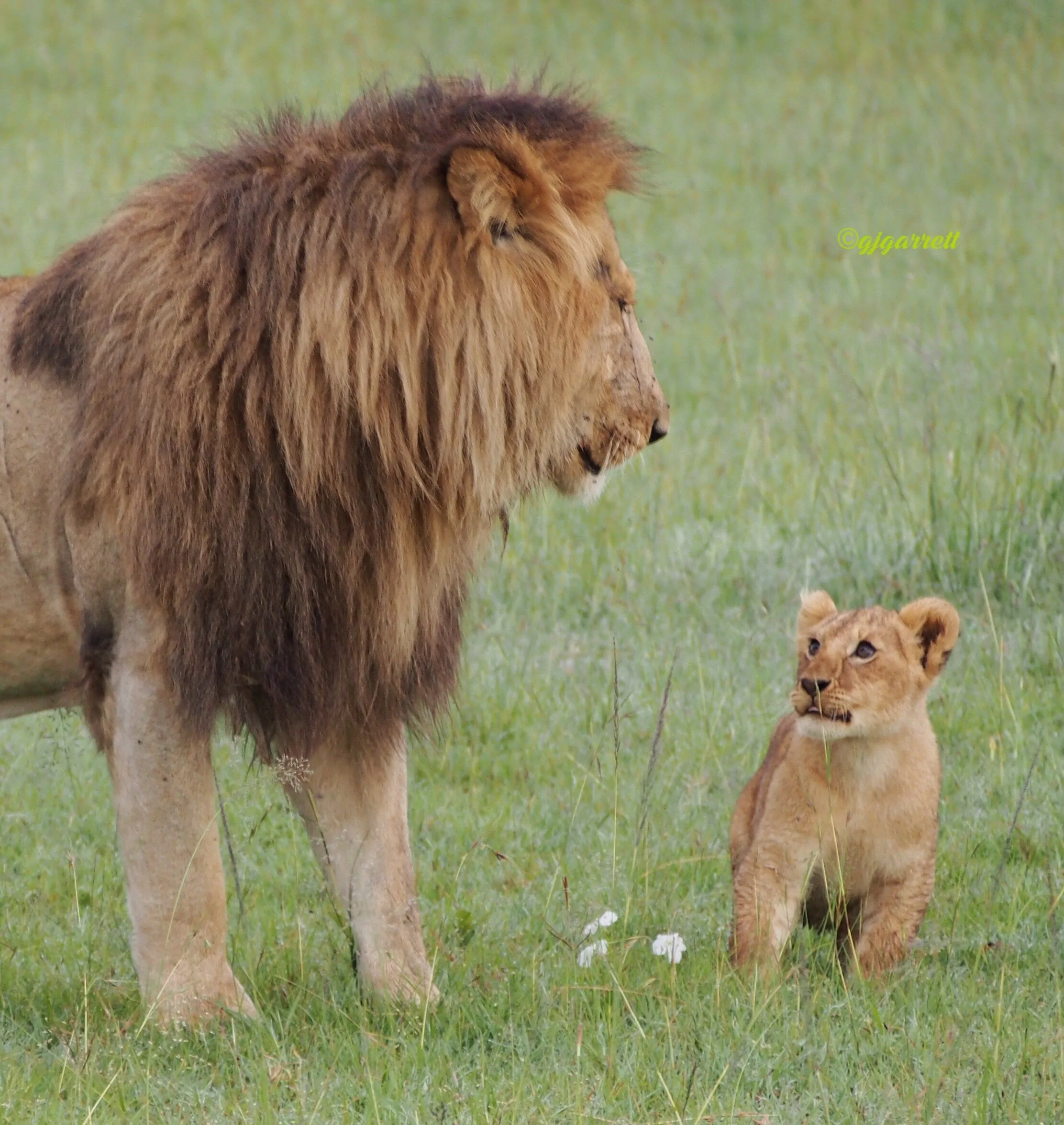 Future King