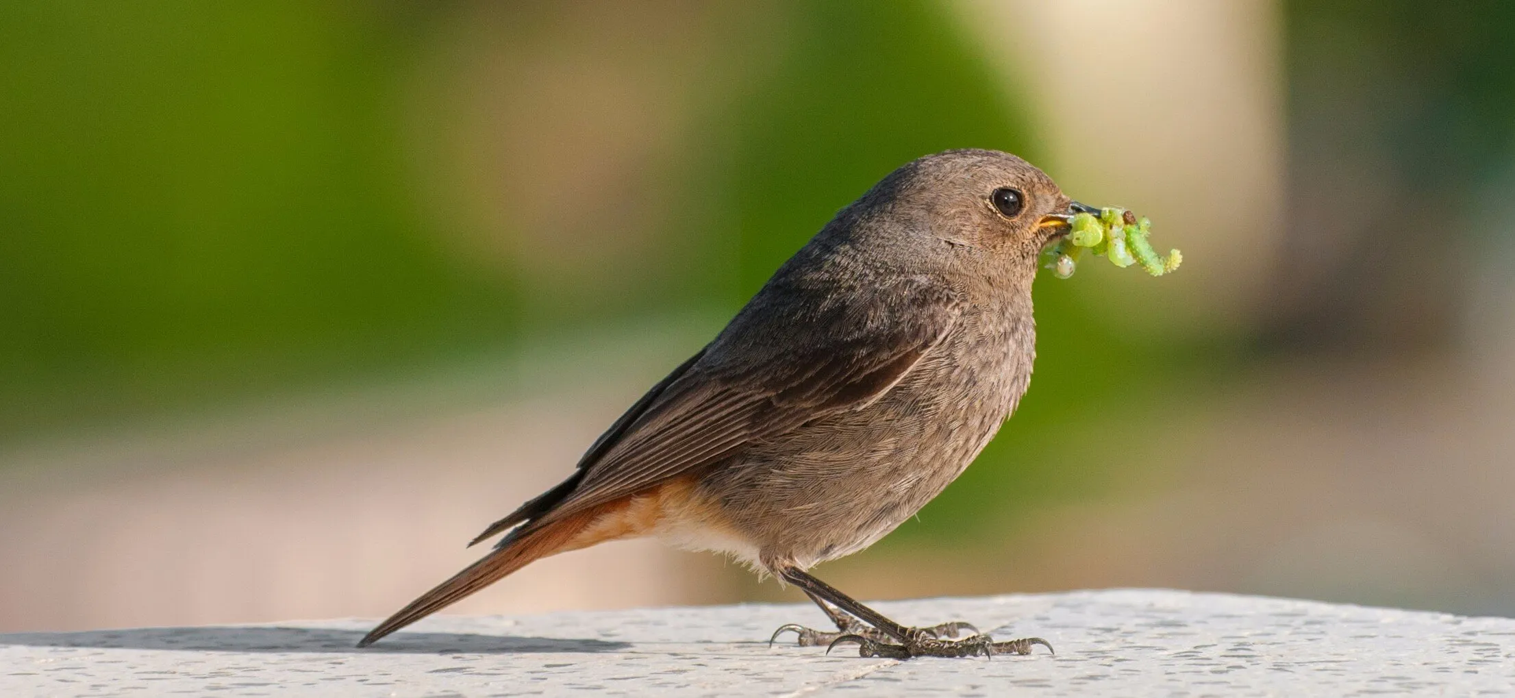 Sparrow