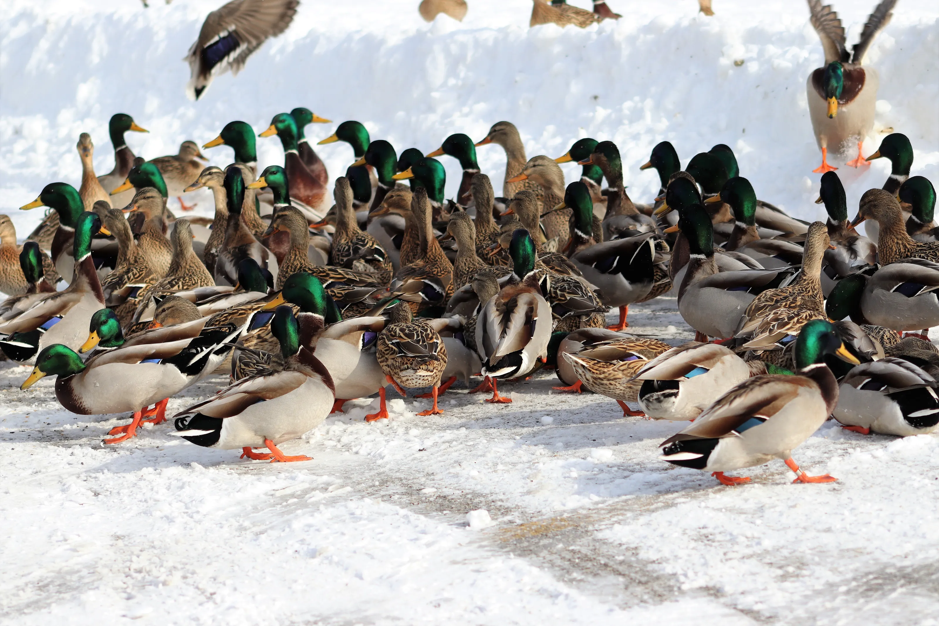 ducks of a feather feed together