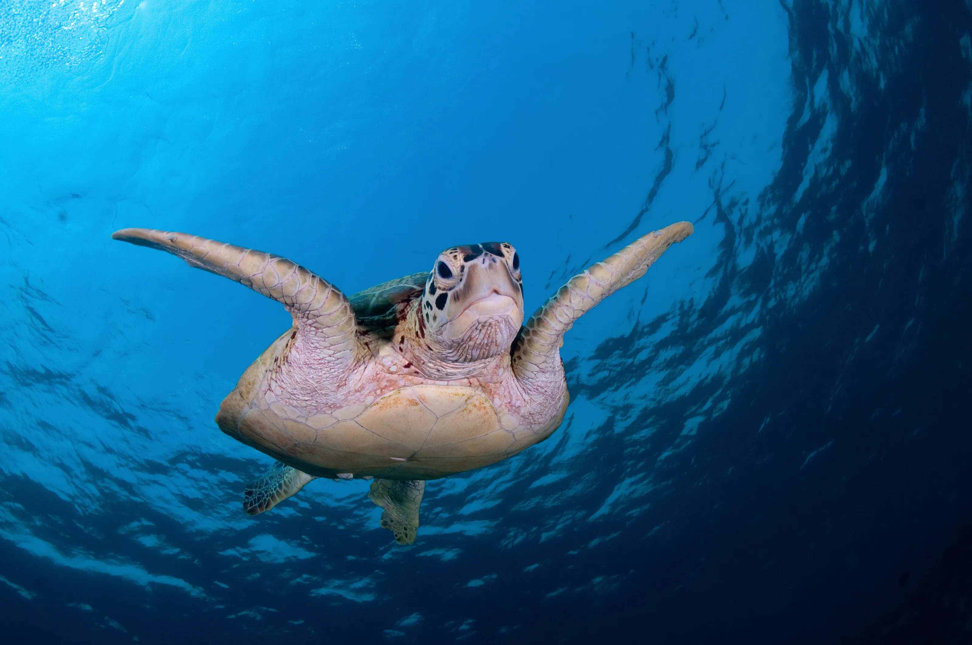Green turtle diving