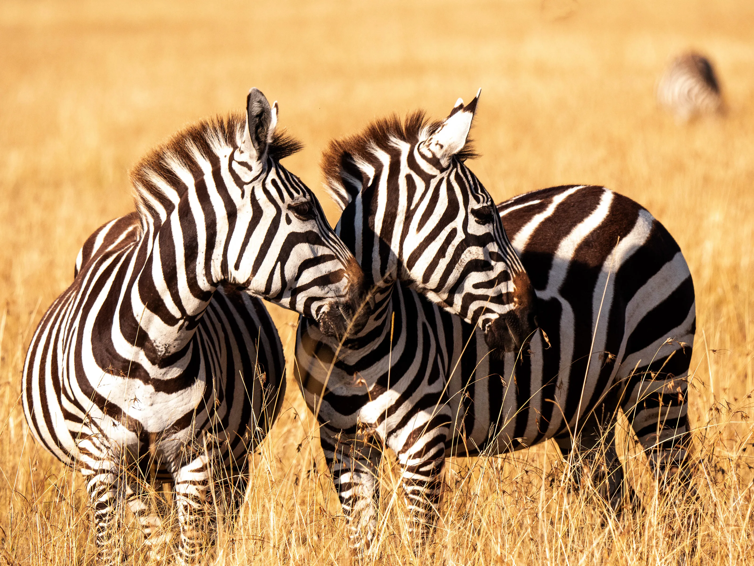 Zebras