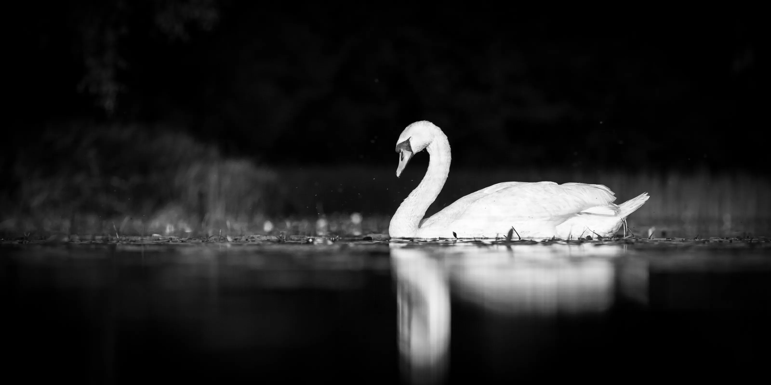 Sleepy mute swan