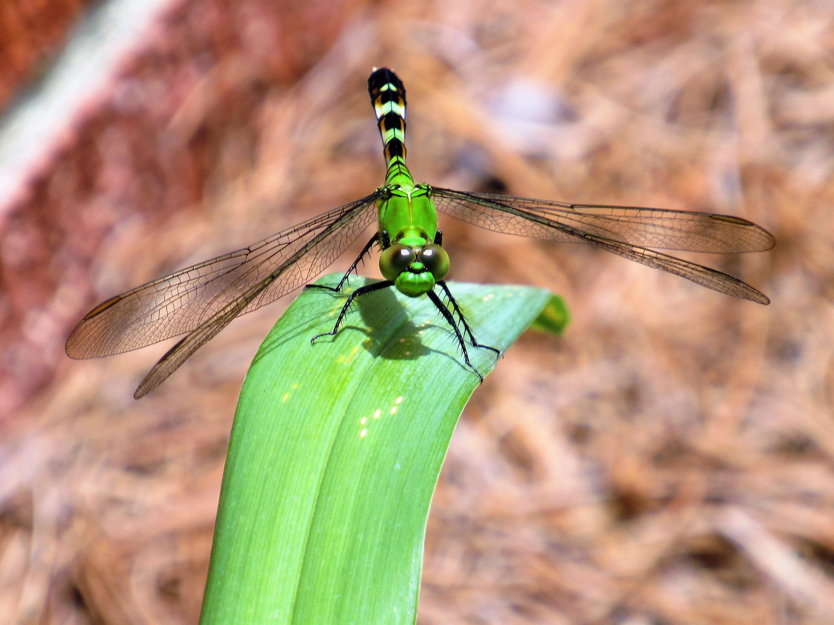 Dragonfly