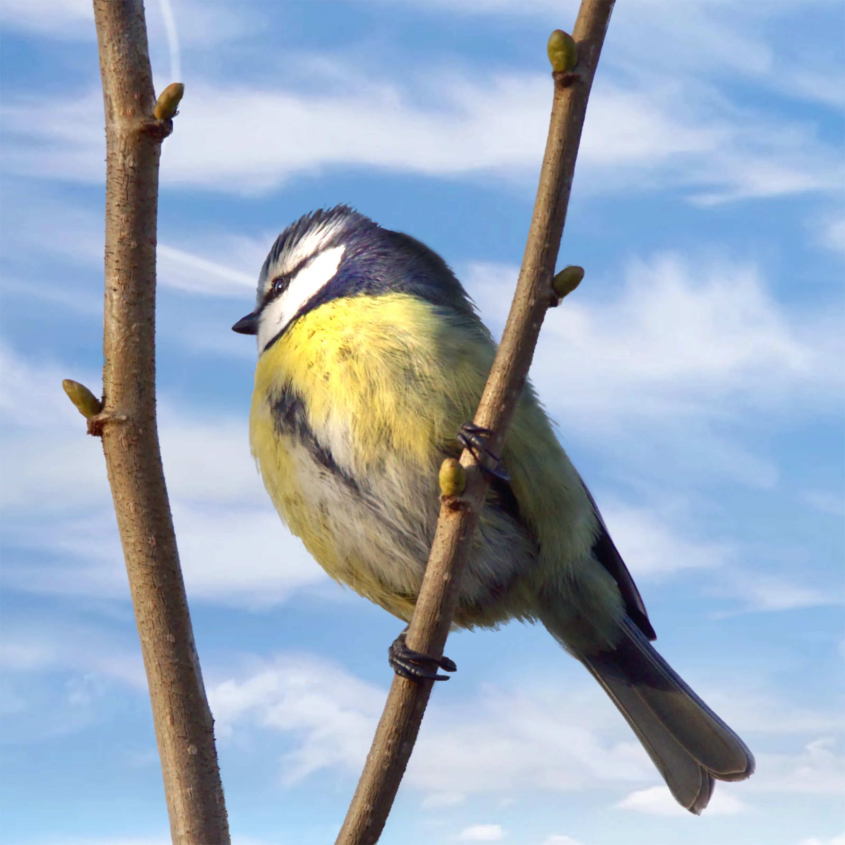 blue tit