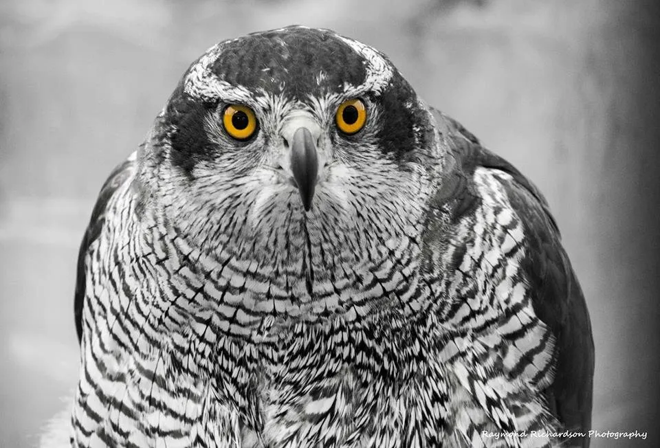 Goshawk