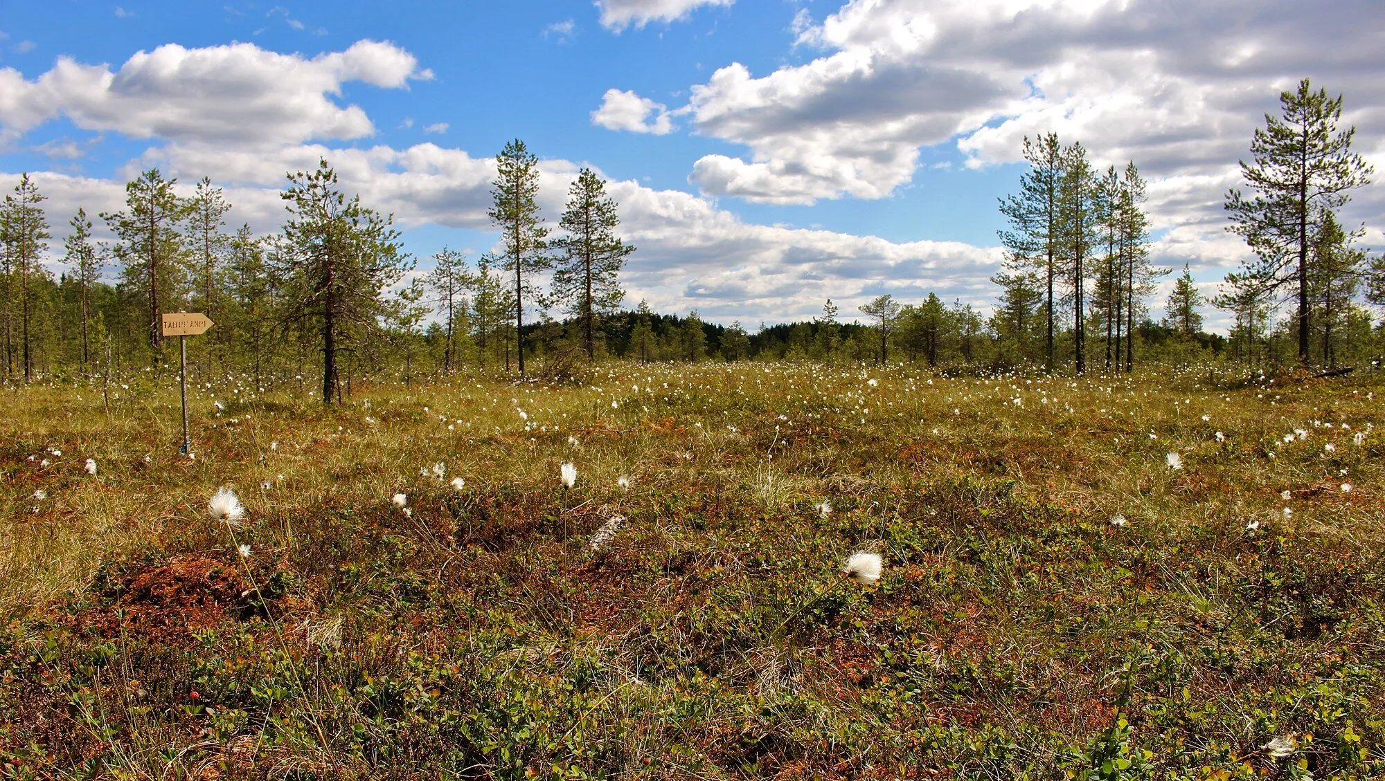 Pine swamp area in Finland.