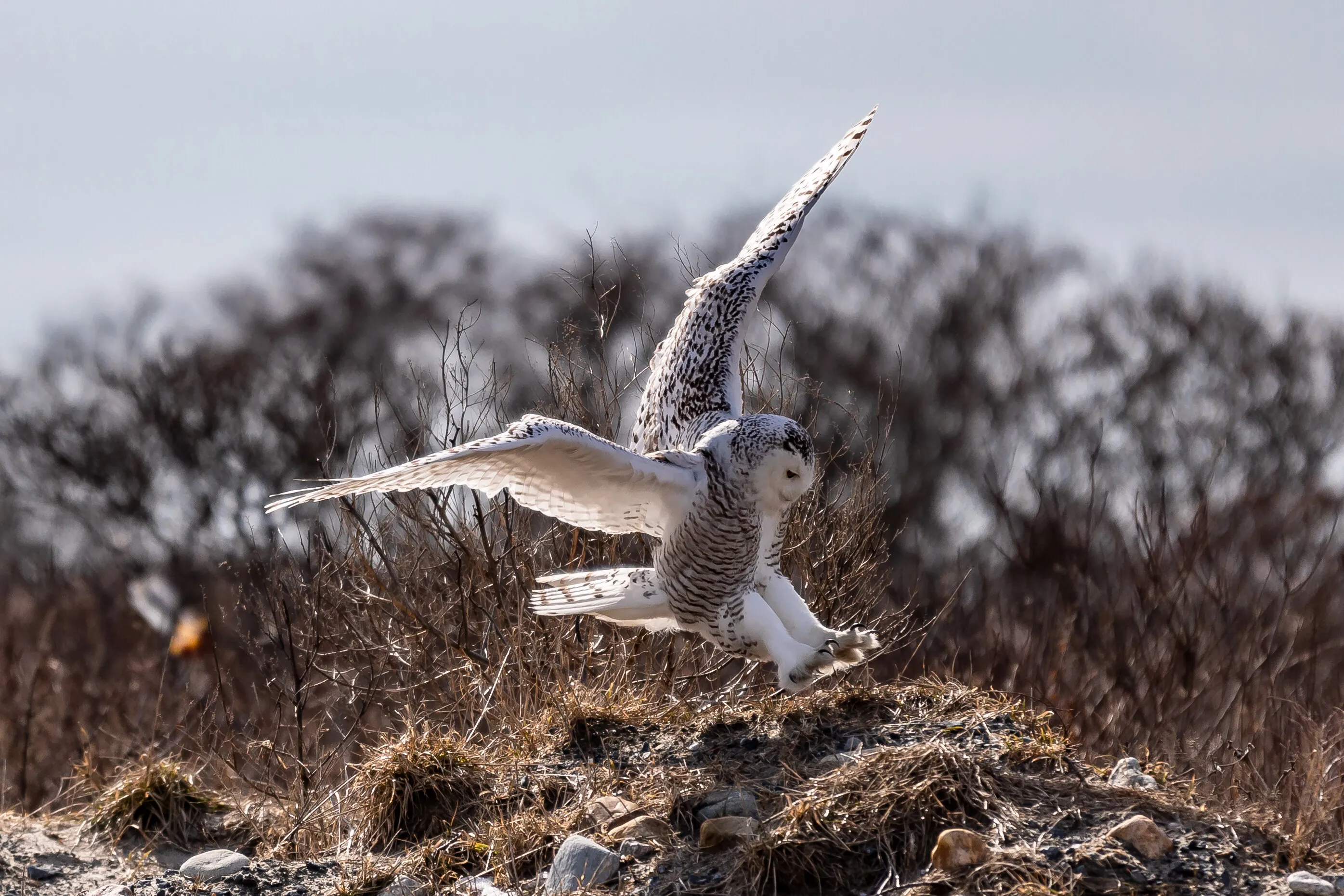 Snowy Owl