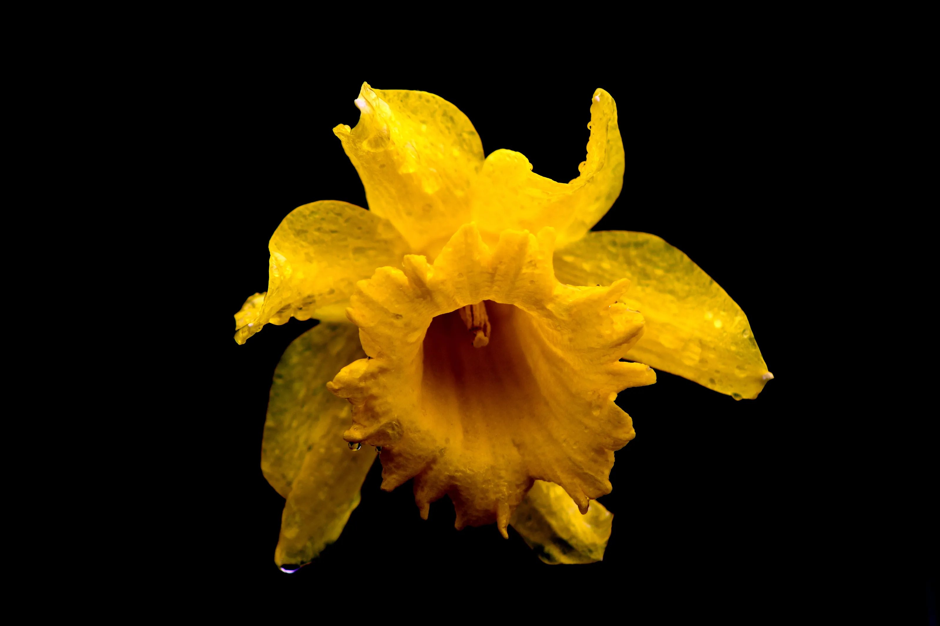 The Lent Lilly!