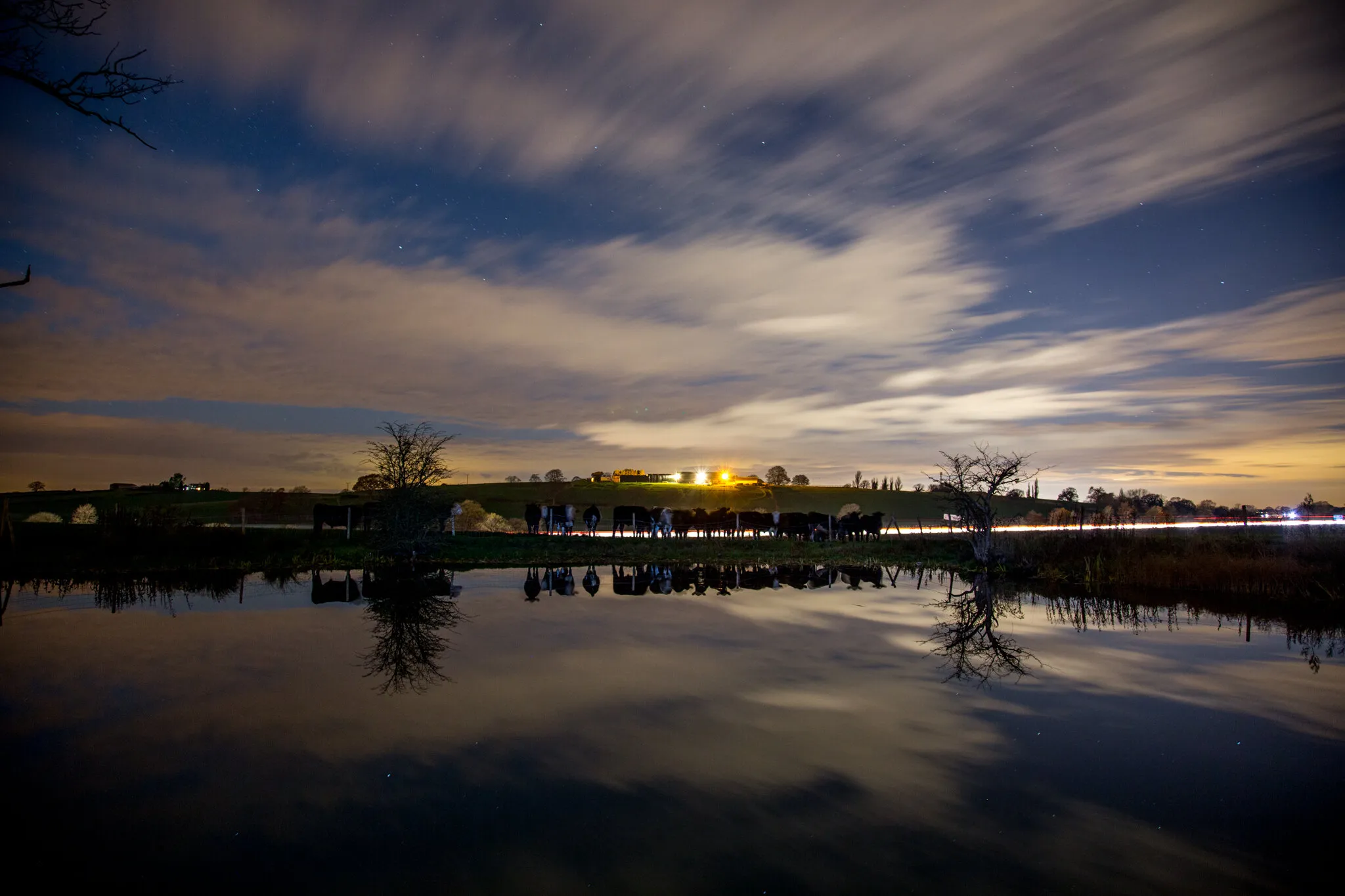 Cattle at Night