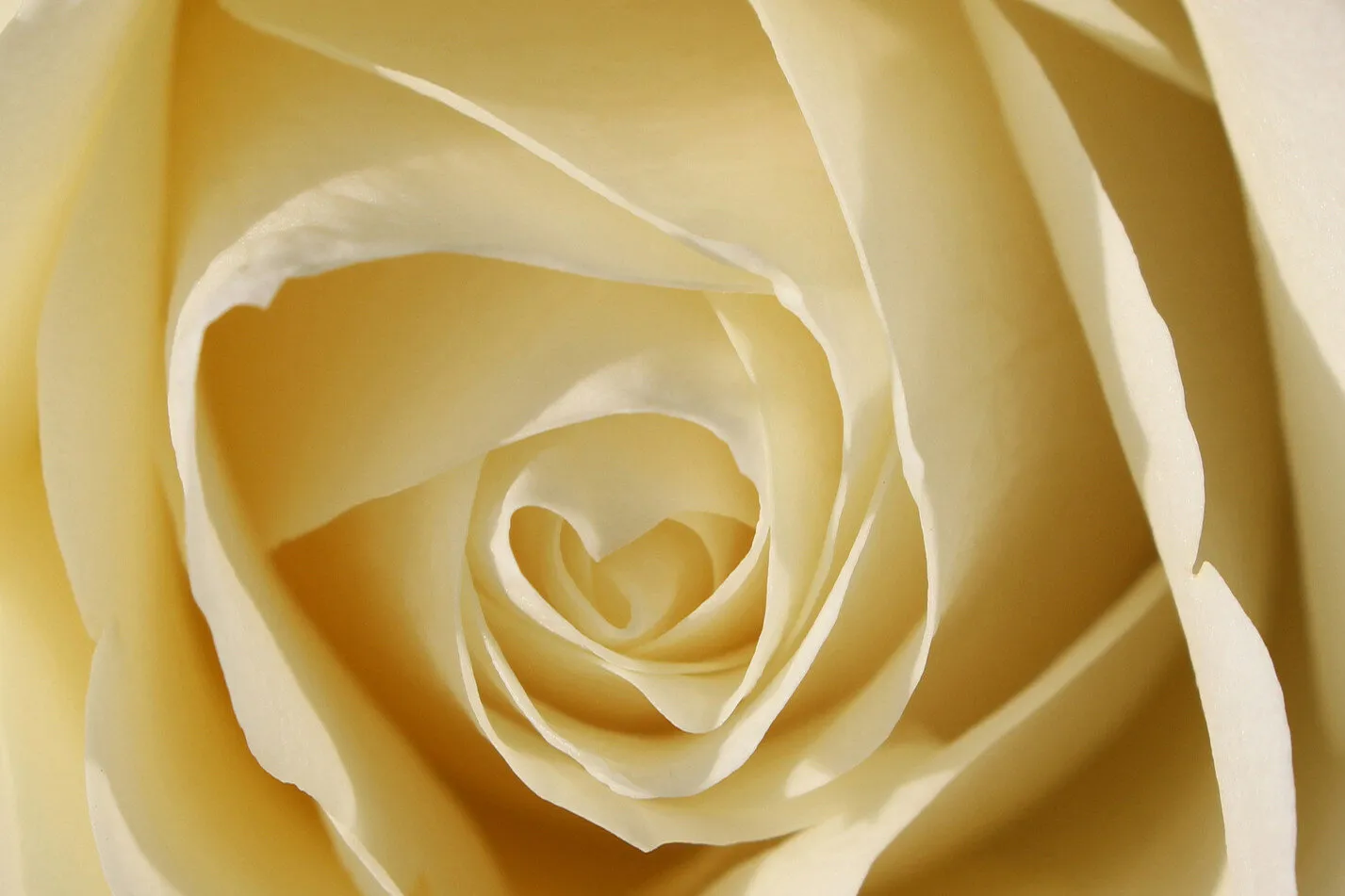 English Garden Rose