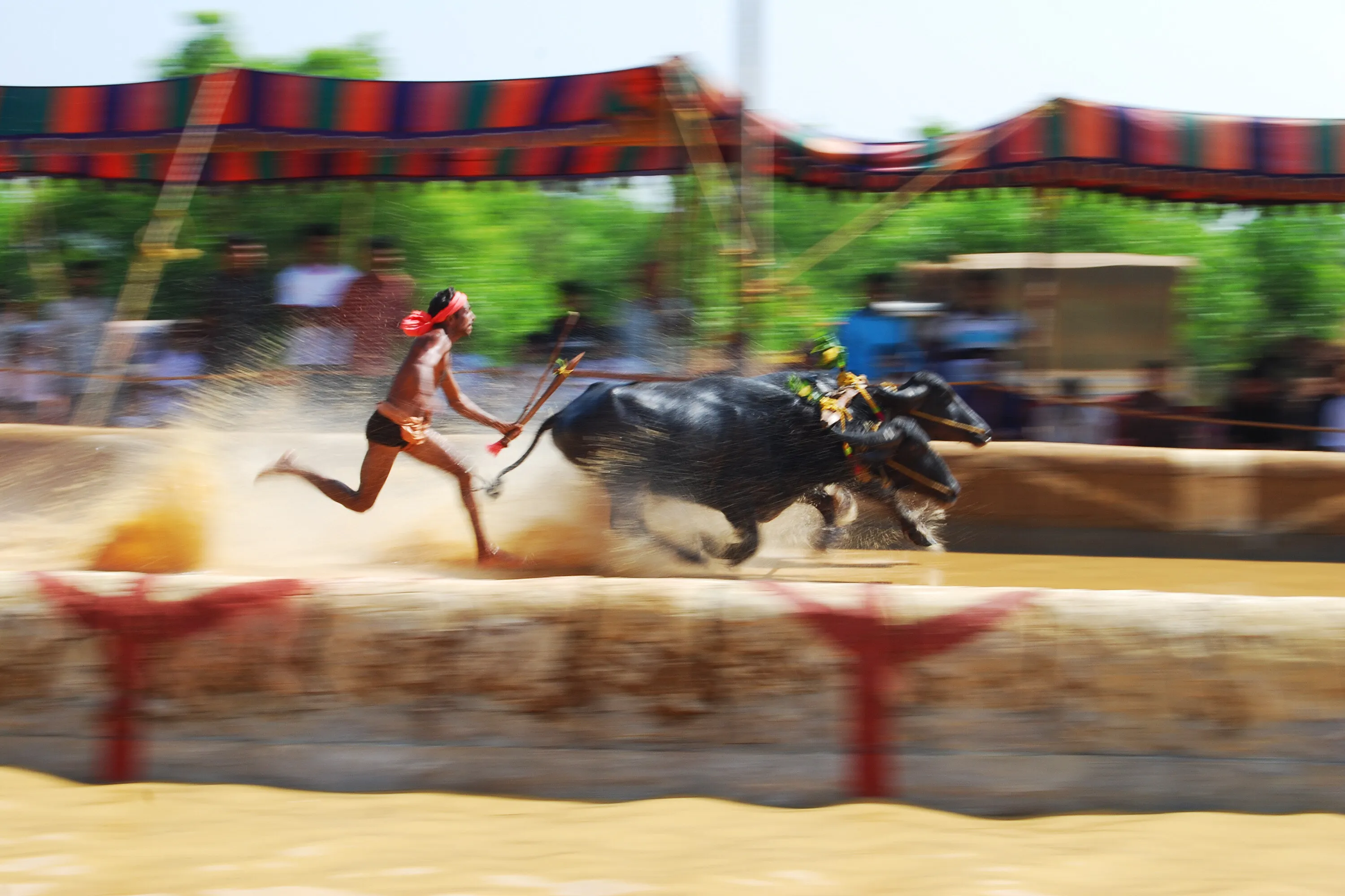 Kambala - the buffalo race