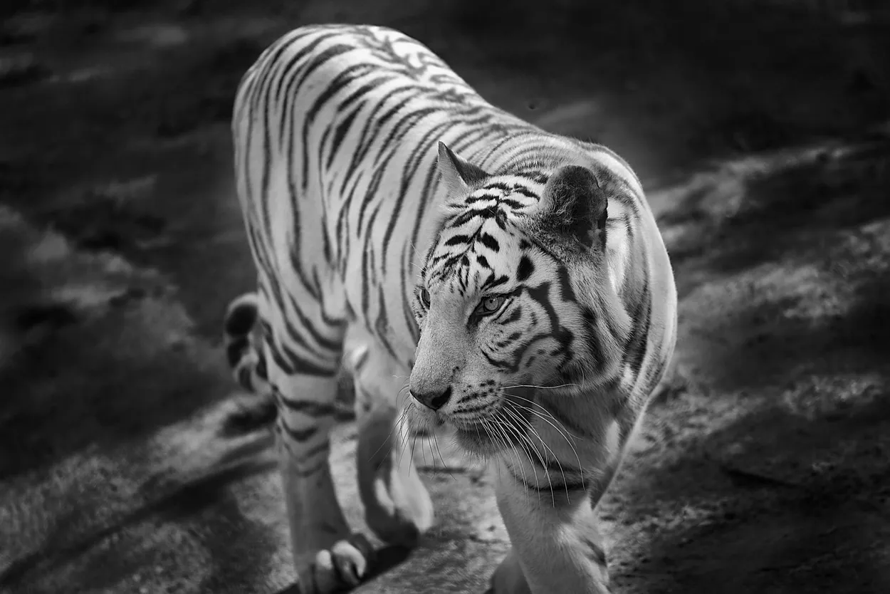 Entry 6249542