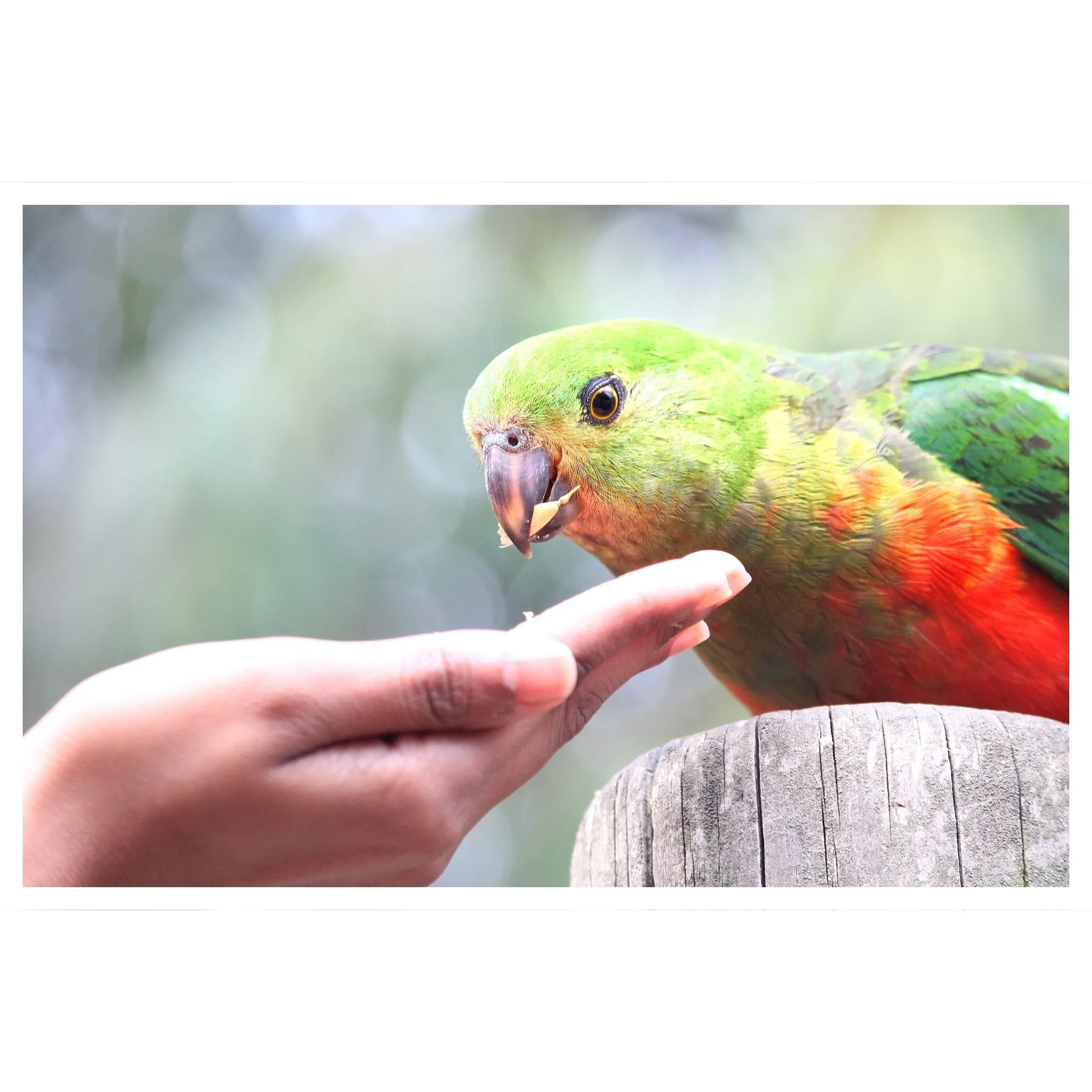 Australian King parrot