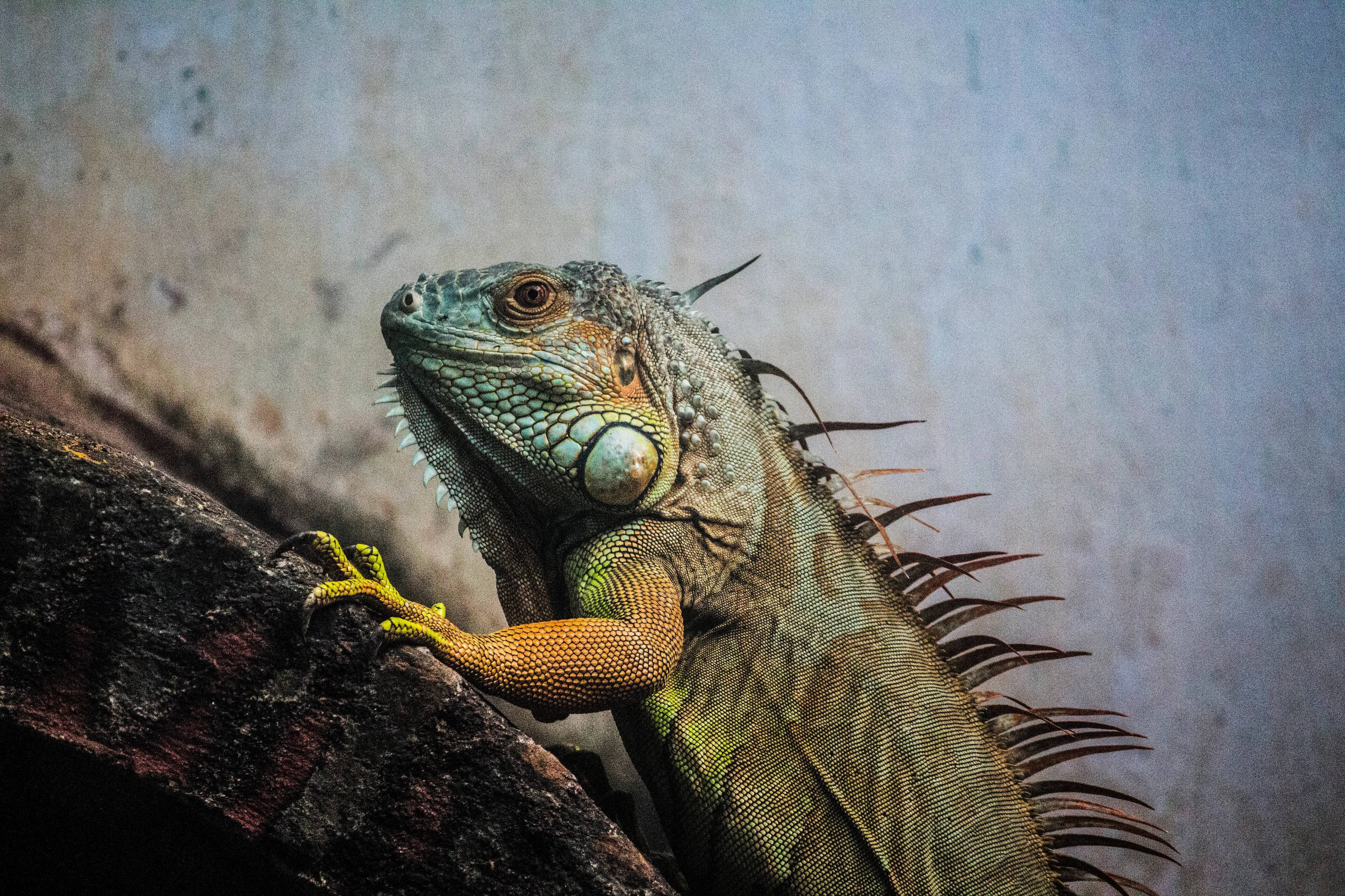 Iguana