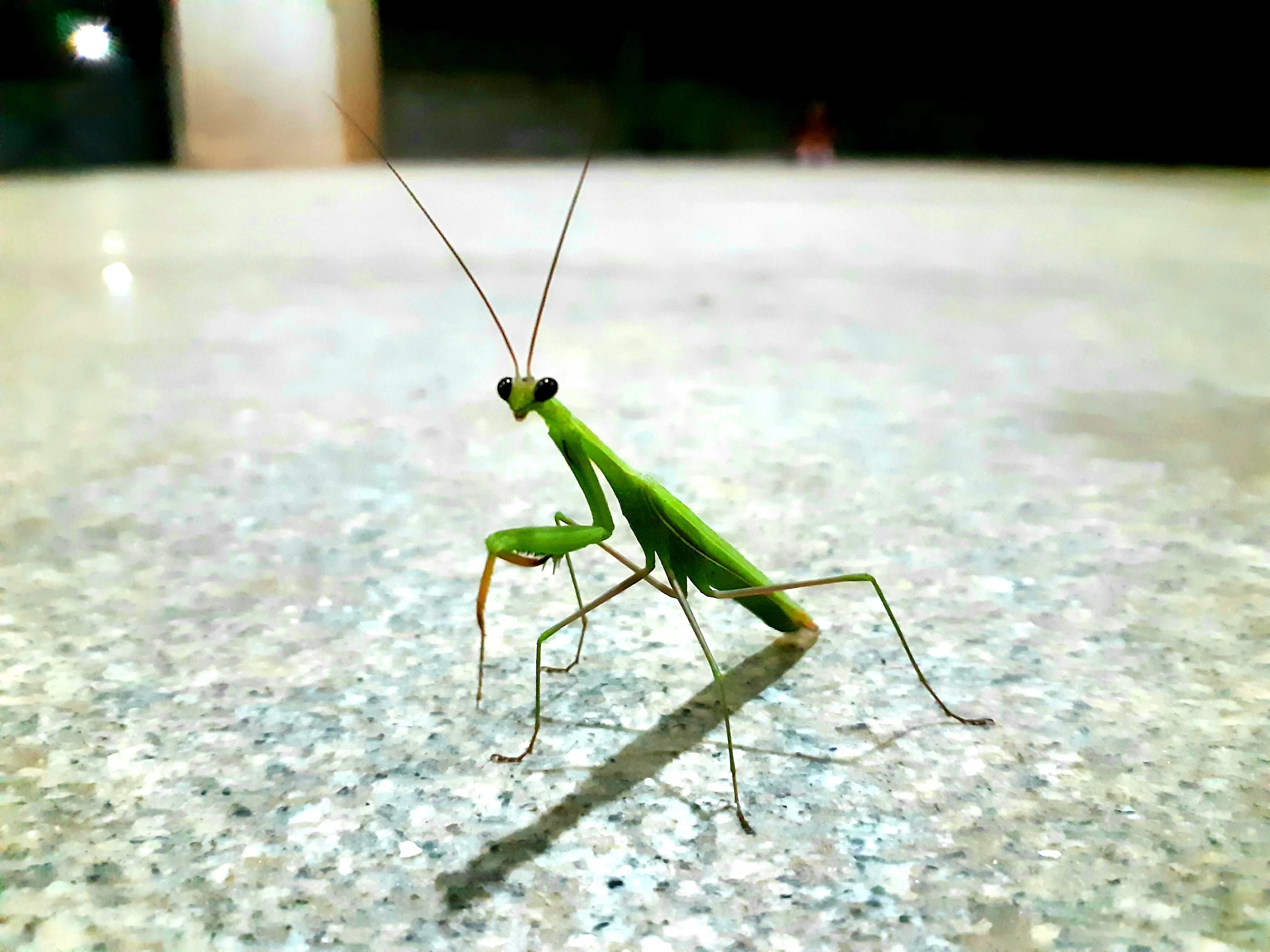 Staring grass hopper