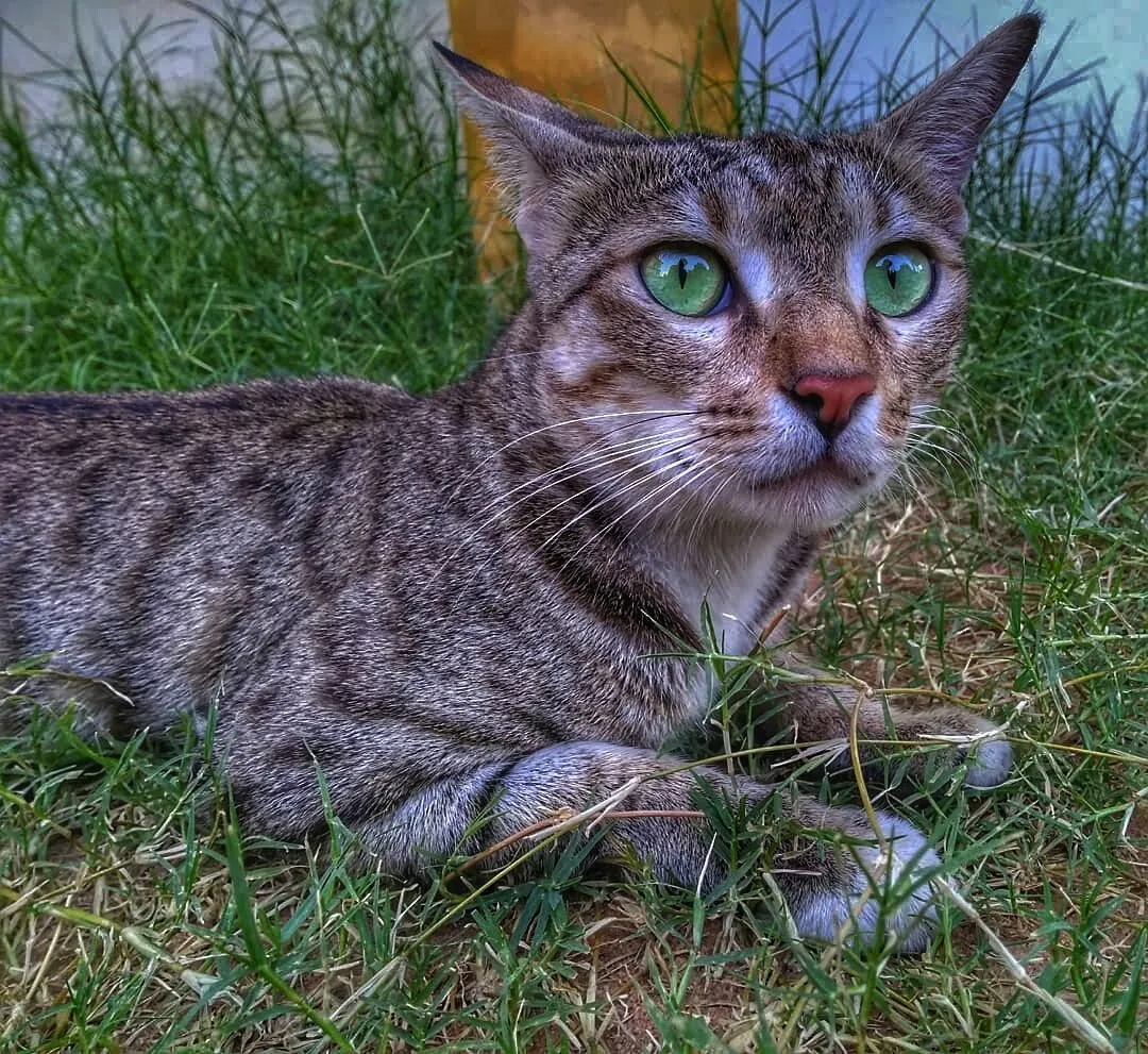Cute little cat