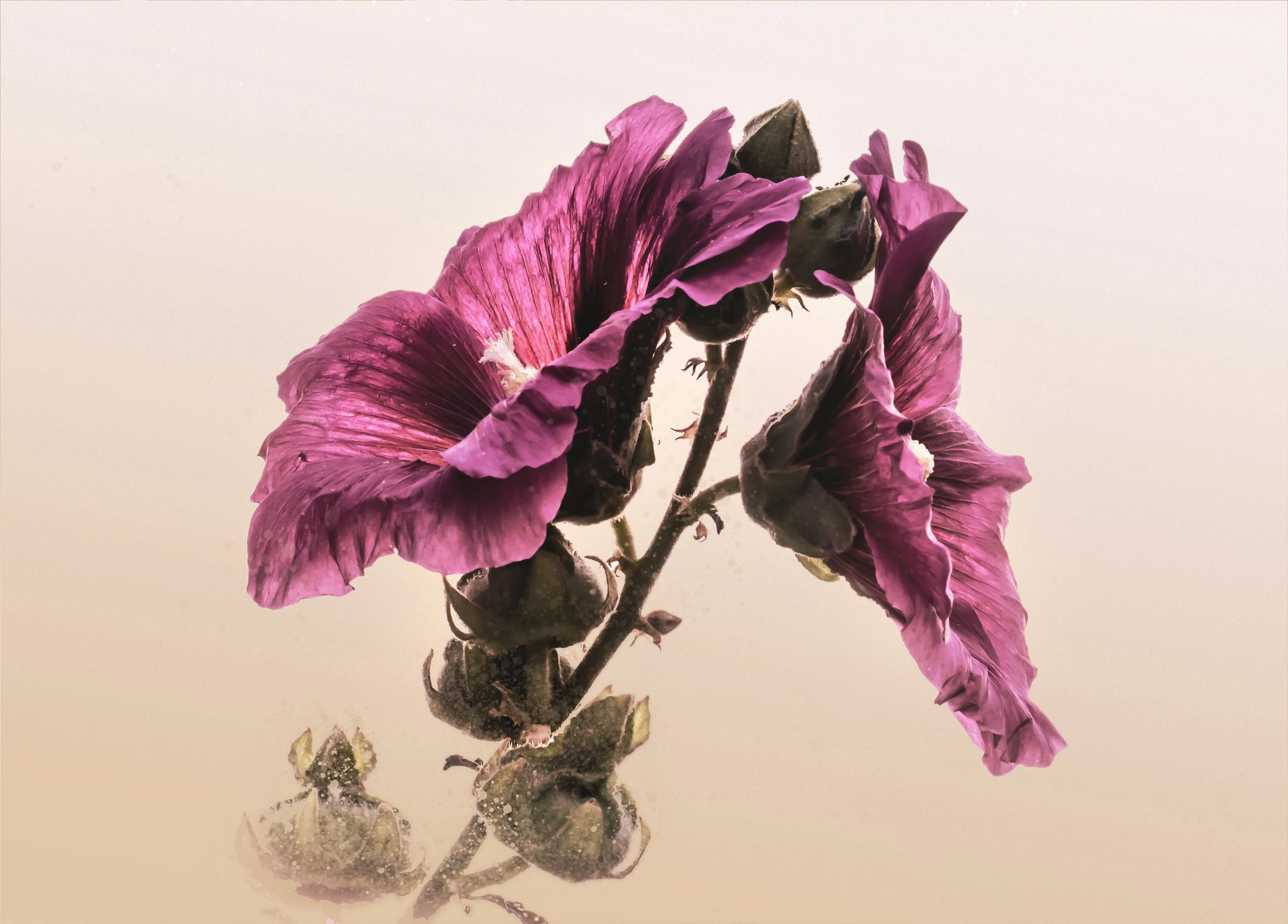 Hollyhocks