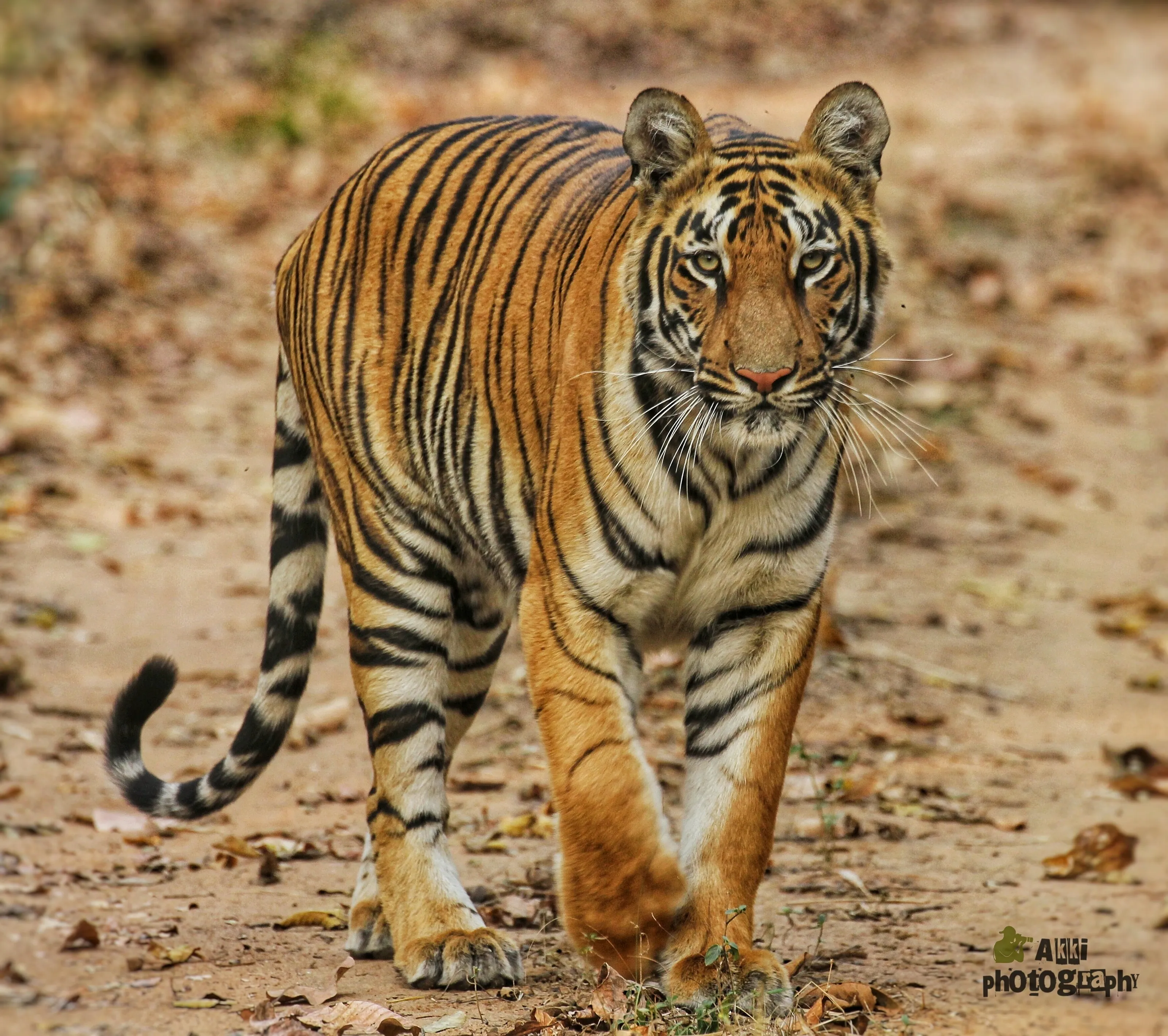 Majestic walk of young pride tadoba princess