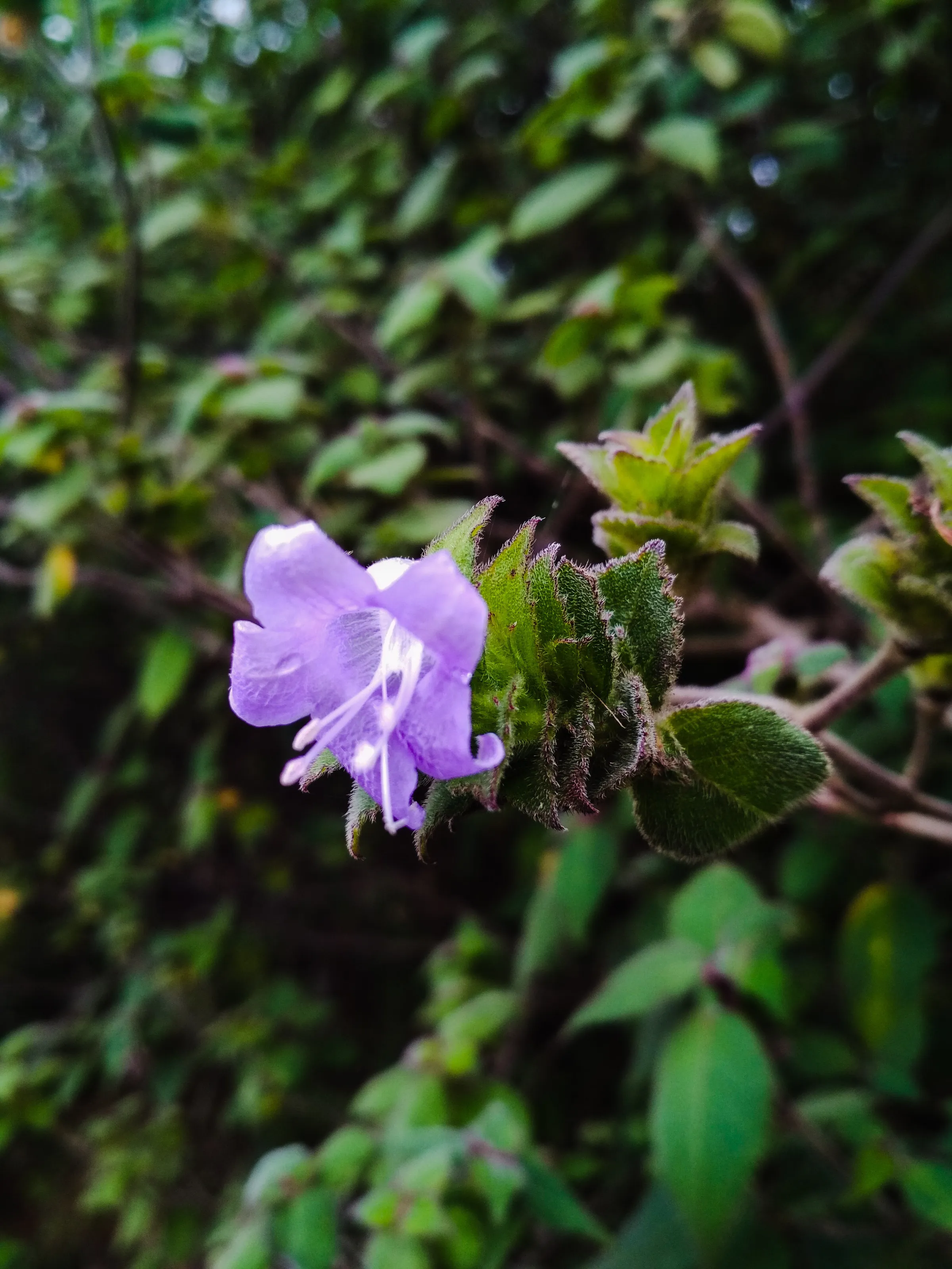 Strobilanthes Kunthianus (Neelakurinji)