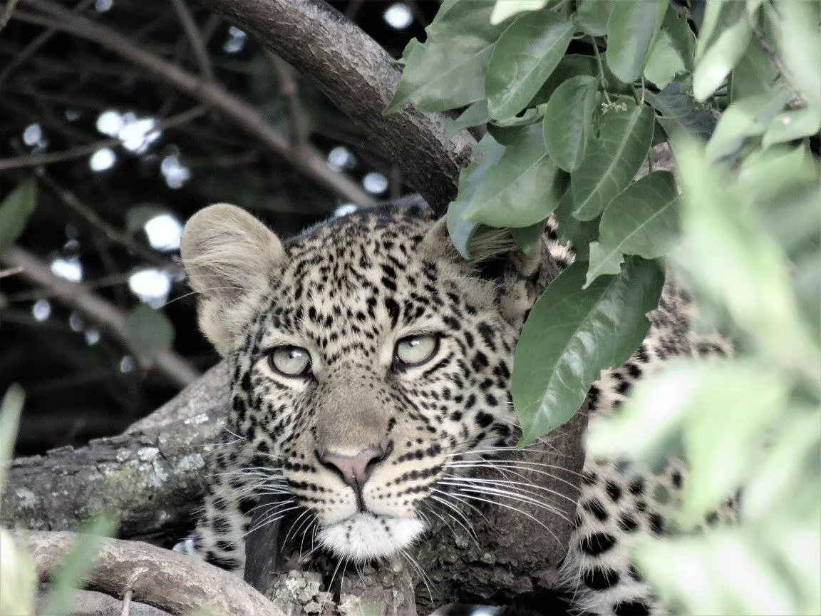Leopard Cub