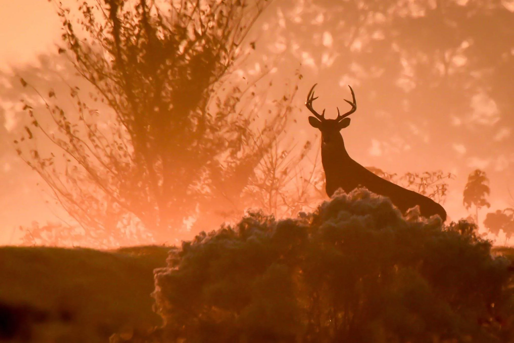 Eight Pointer at Sunrise