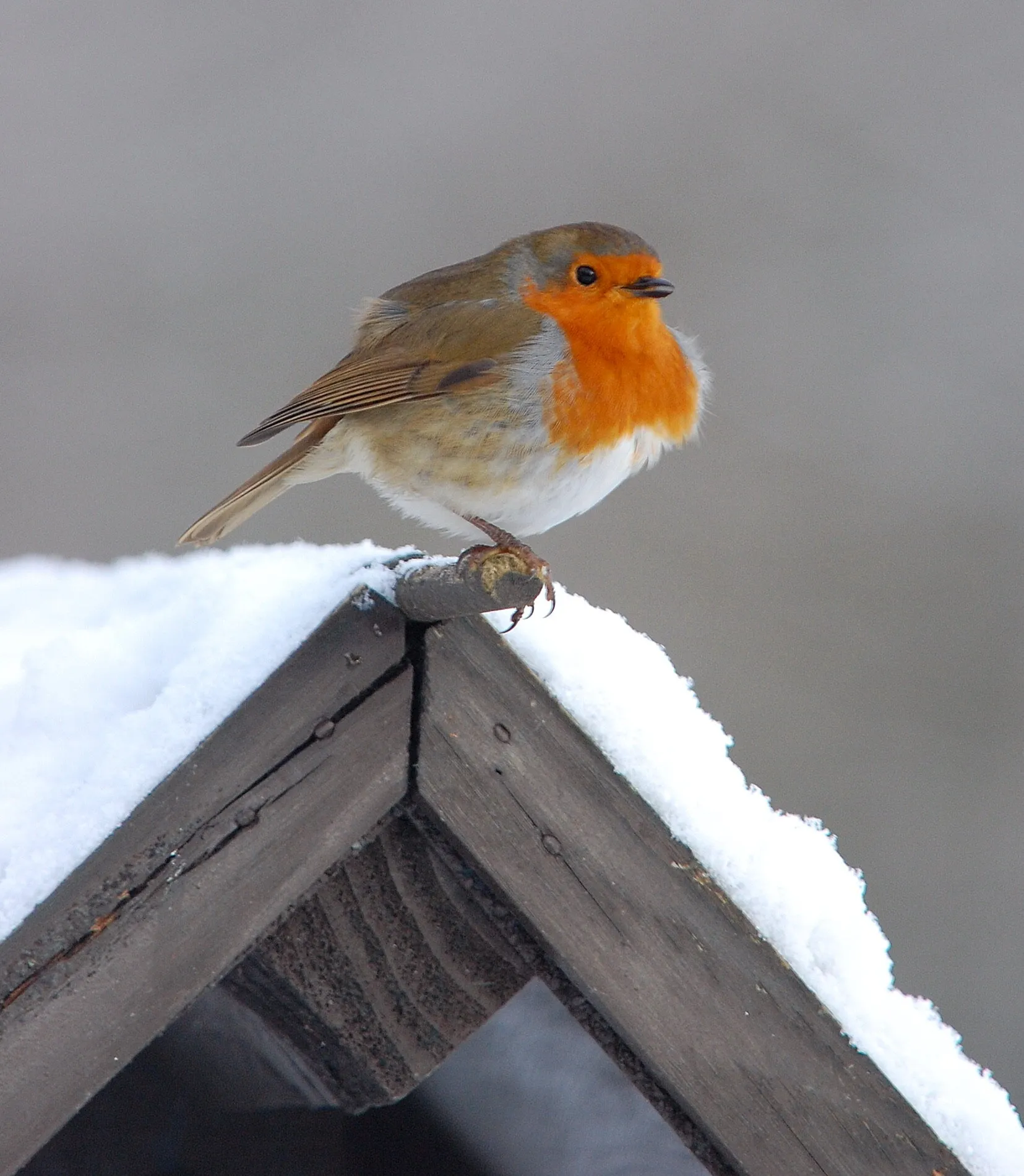 Winter Robin