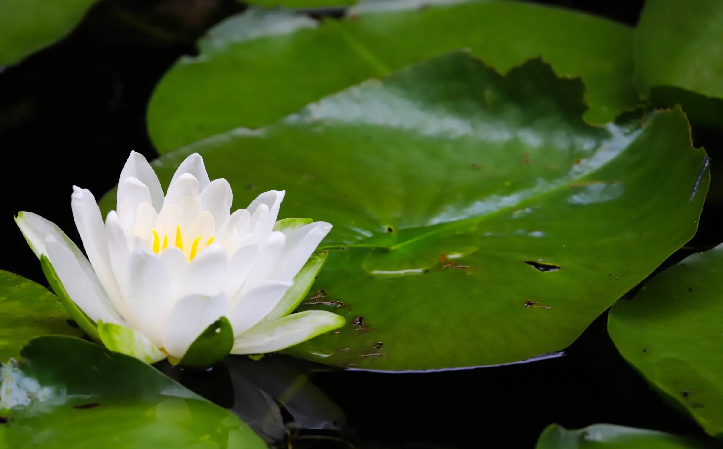 Waterlily