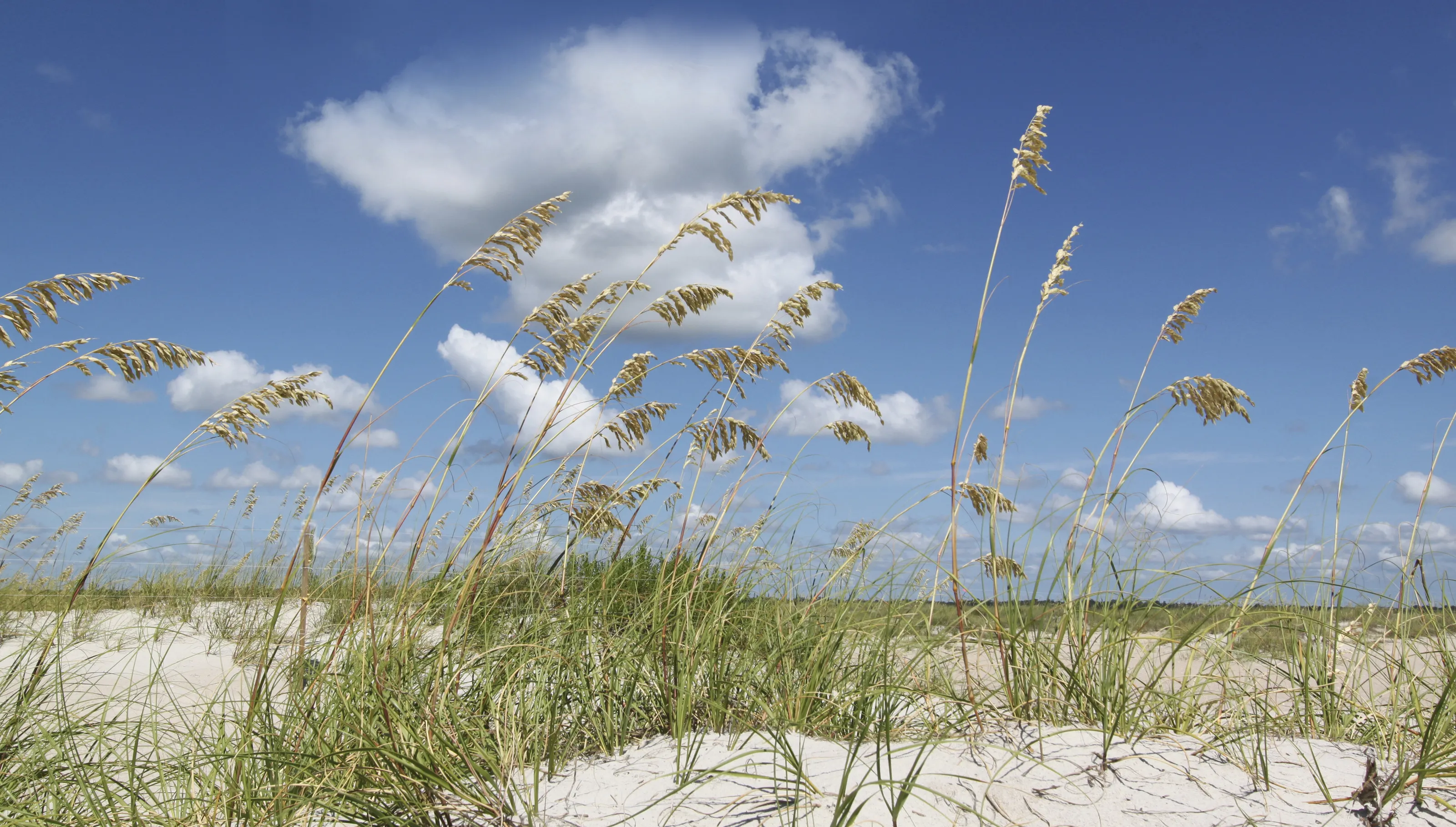 Sea Oats