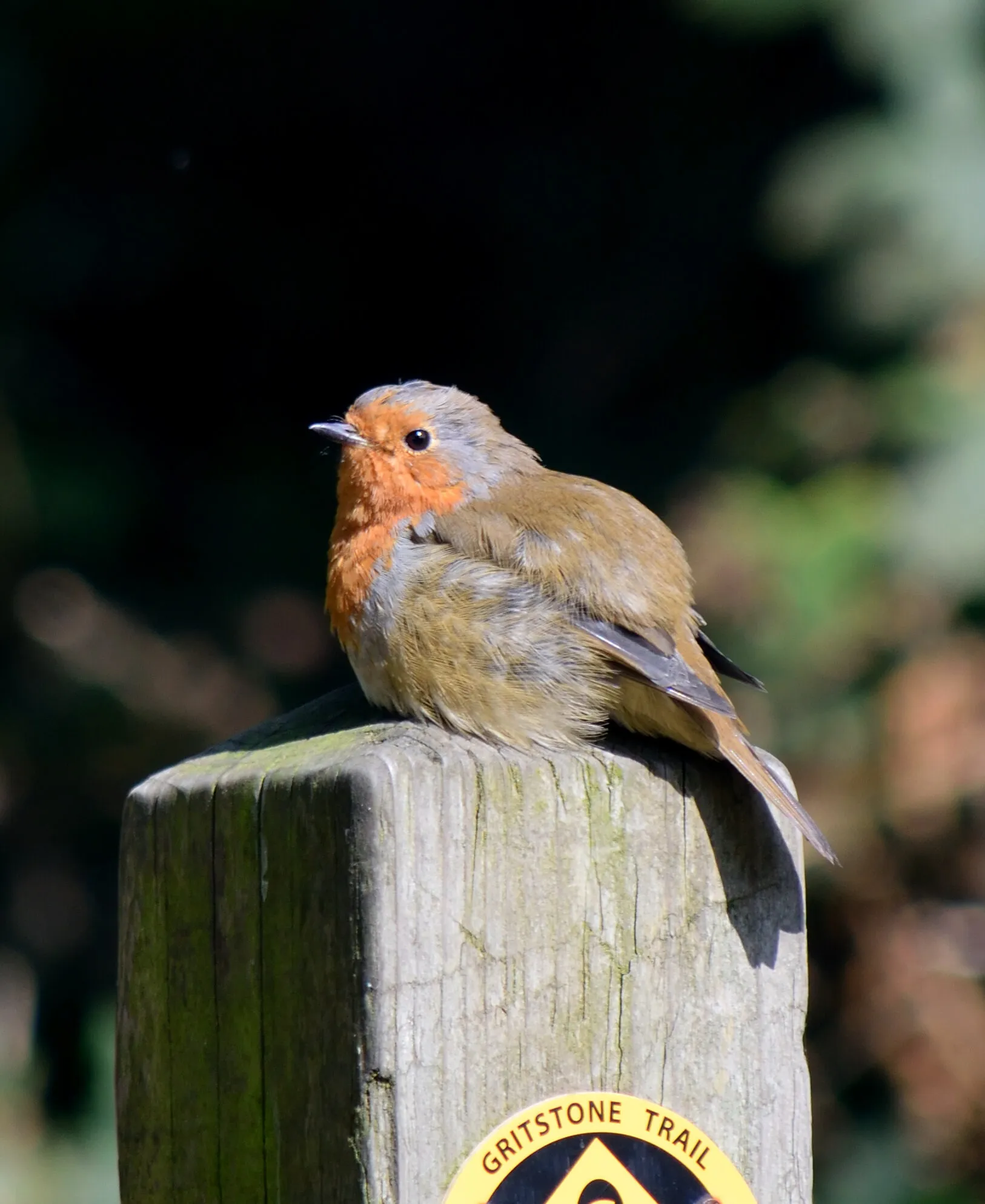 A little friend!