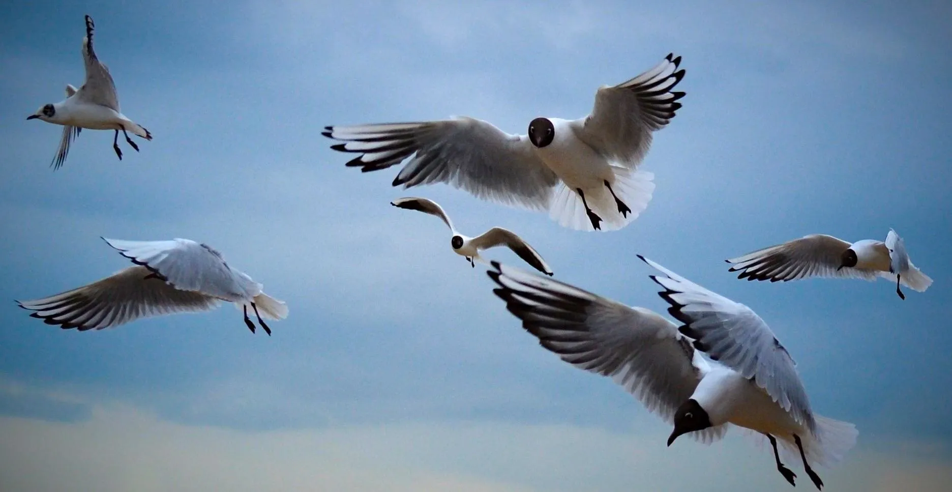 In flight