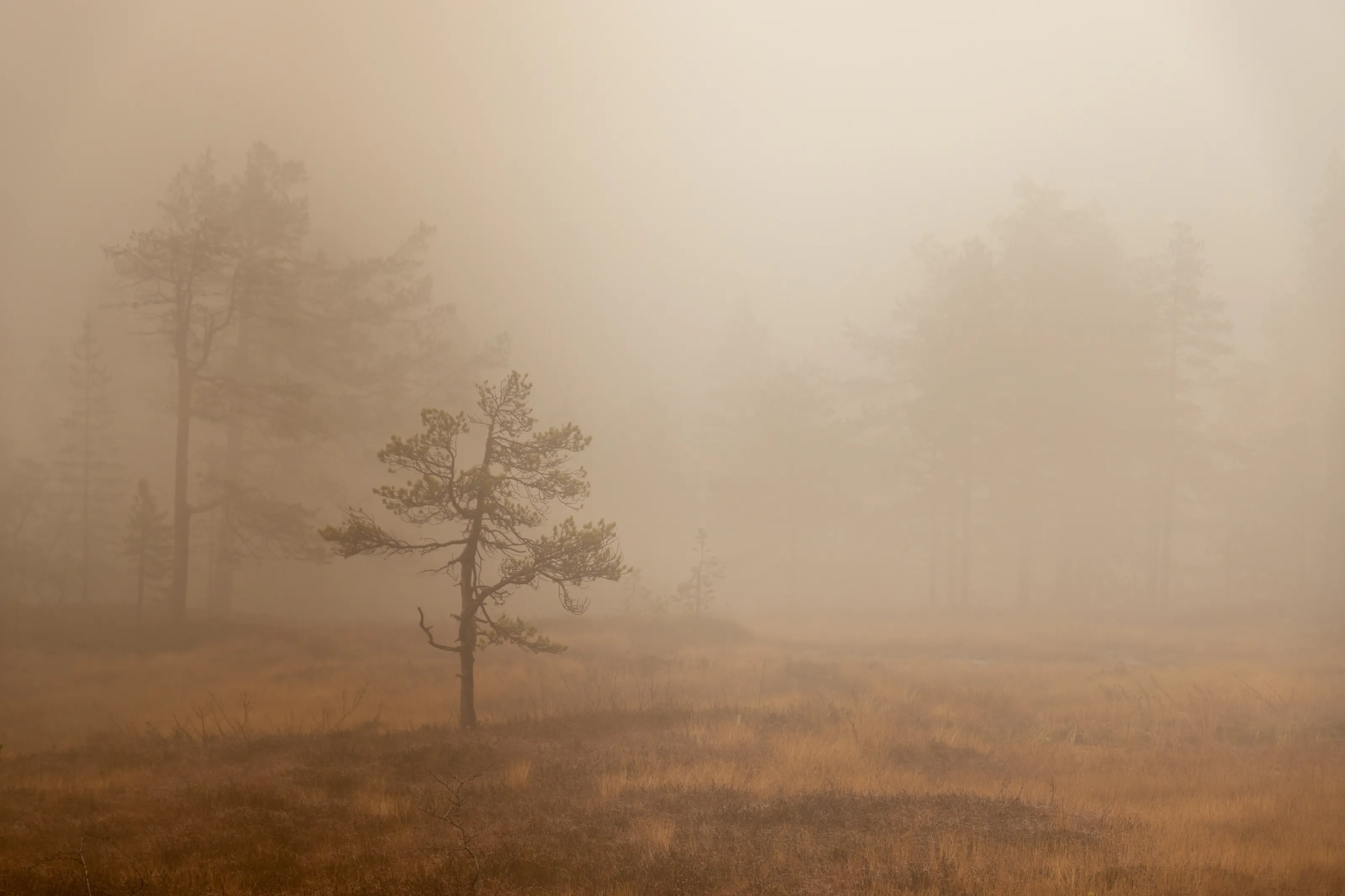 Fogy morning.