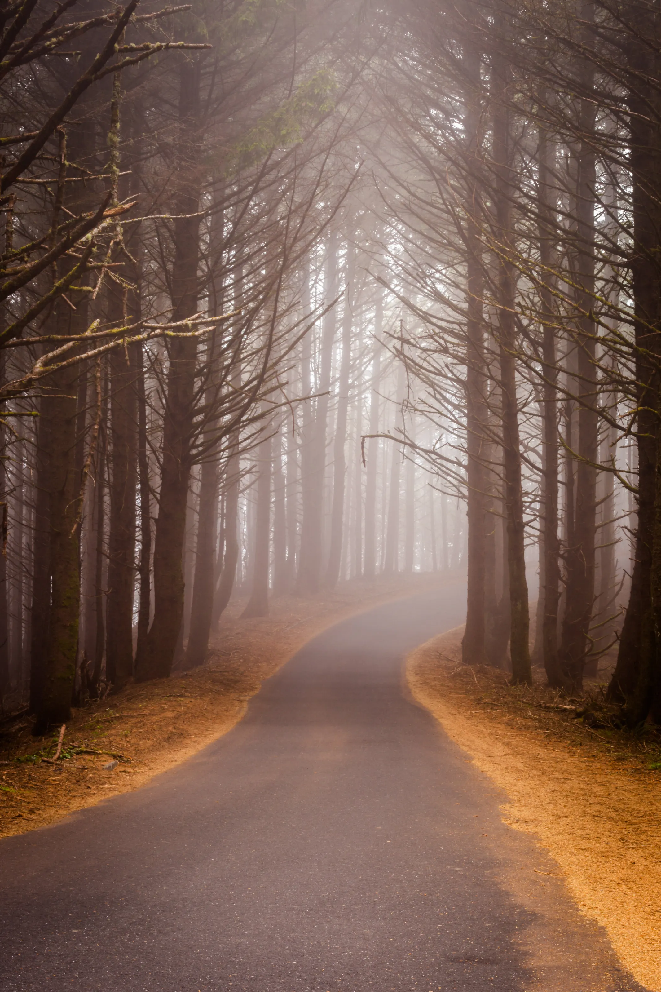 Oregon Mist