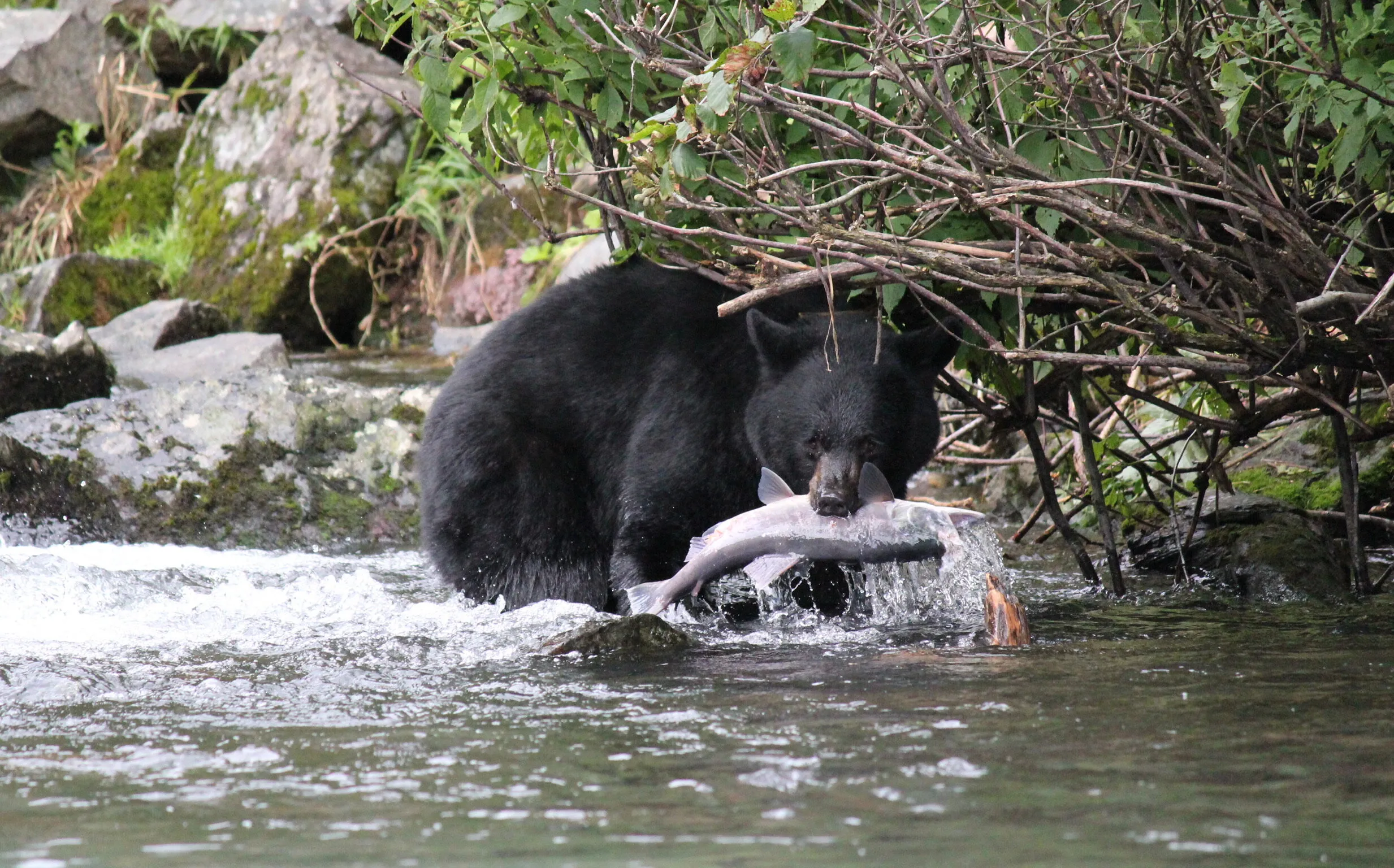 Black bear with salmon