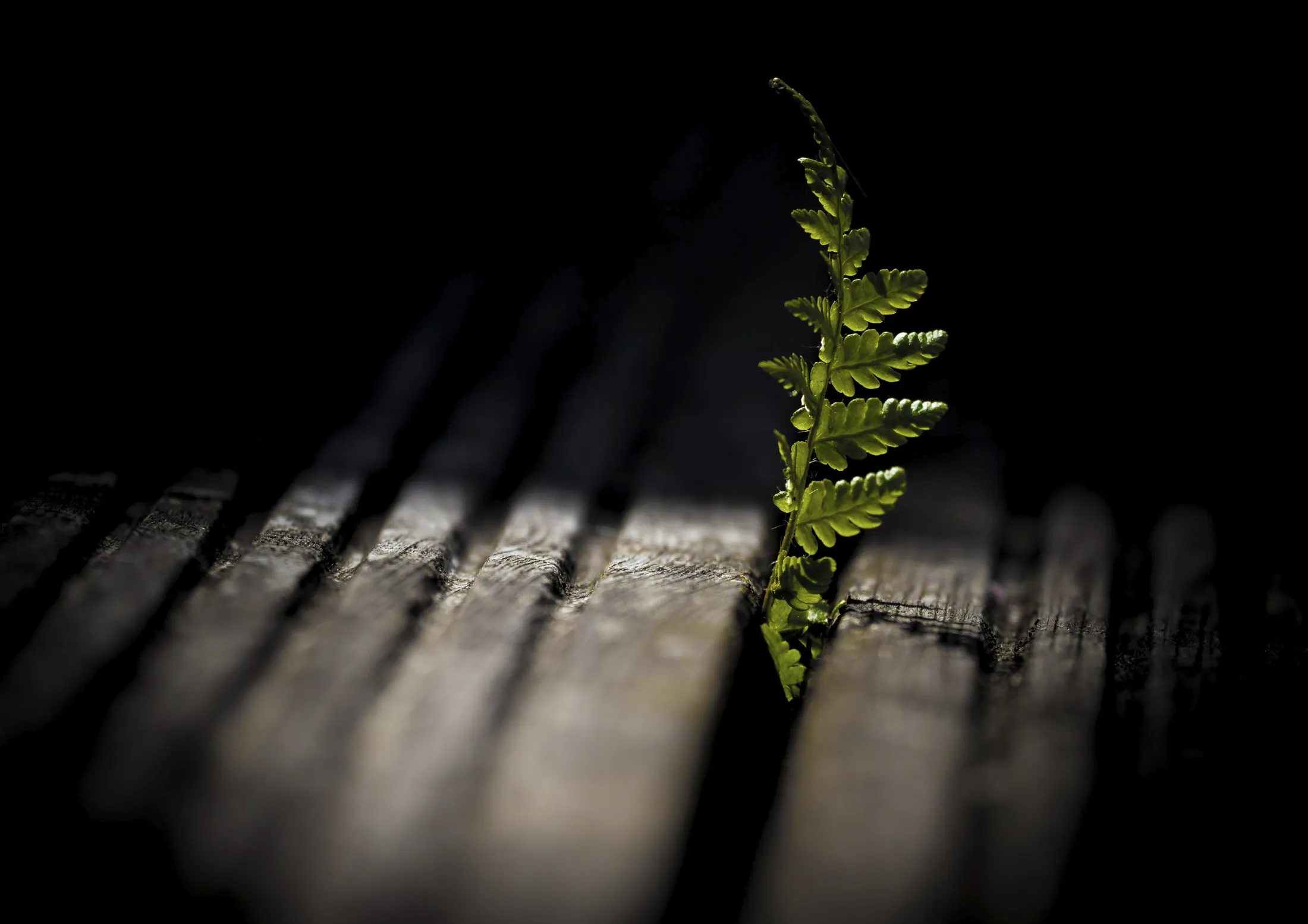 The gap of life