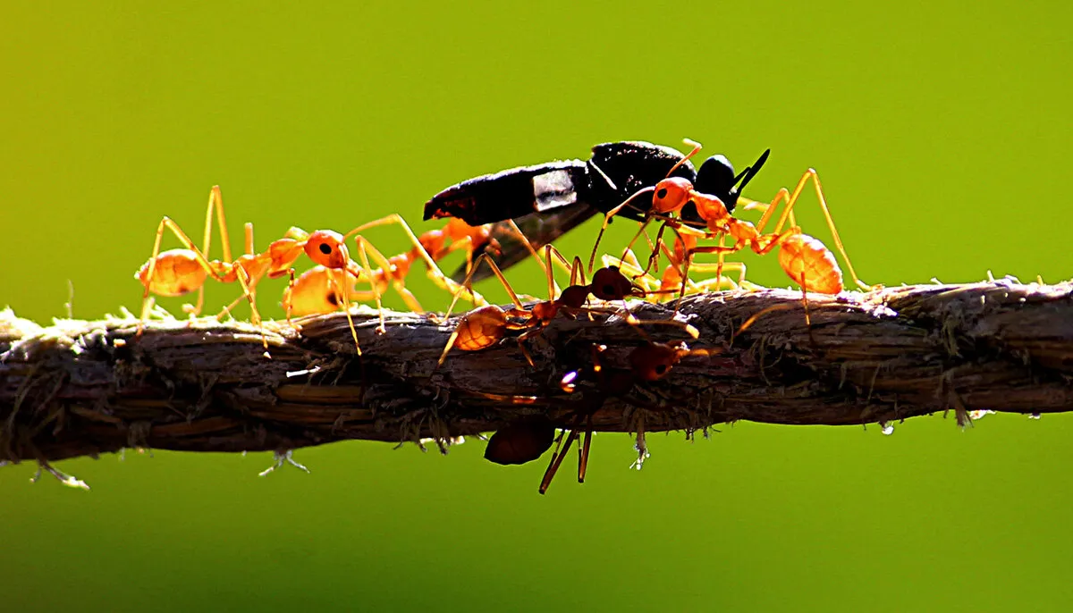 Ant's Unity