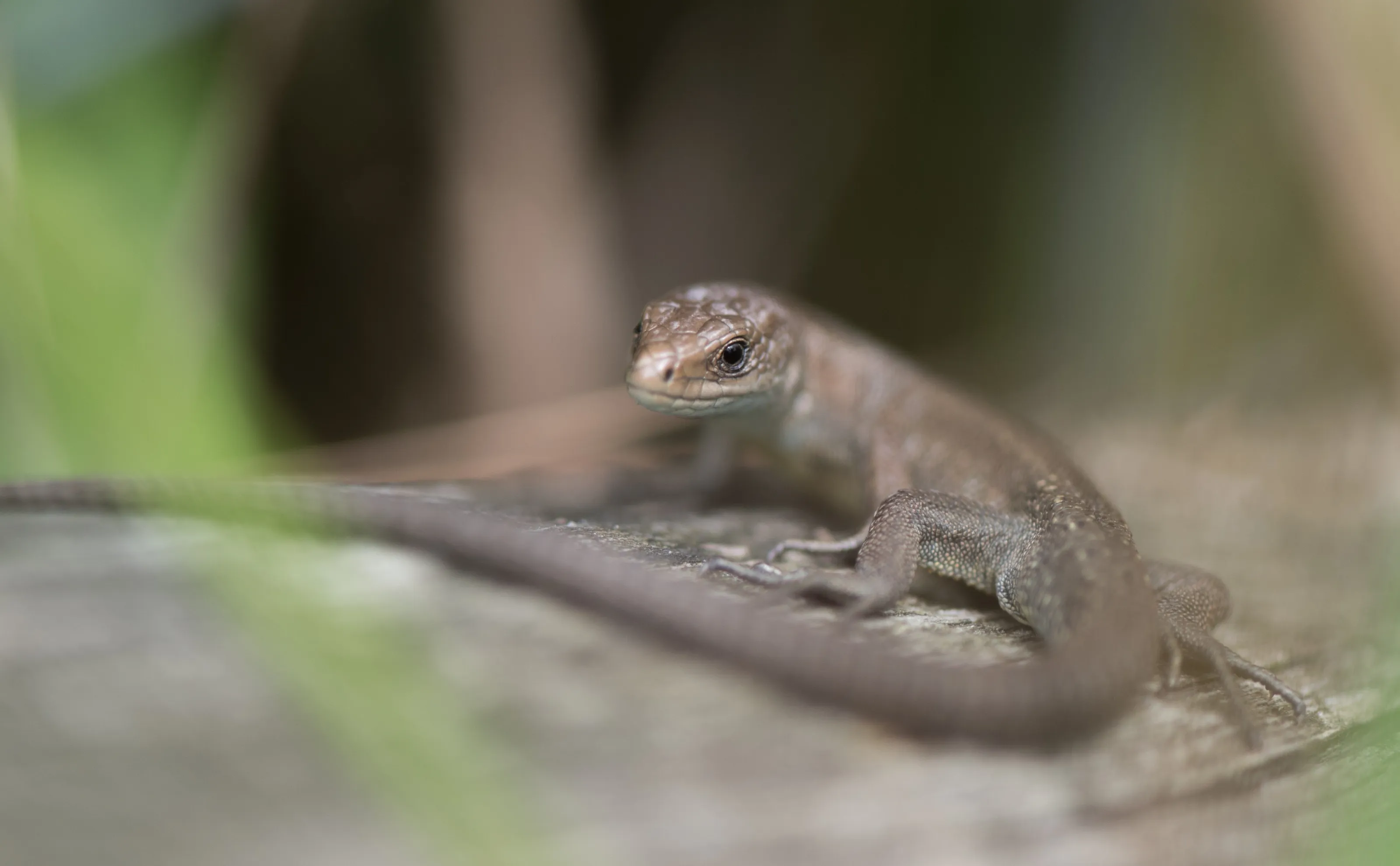 Alert Lizard