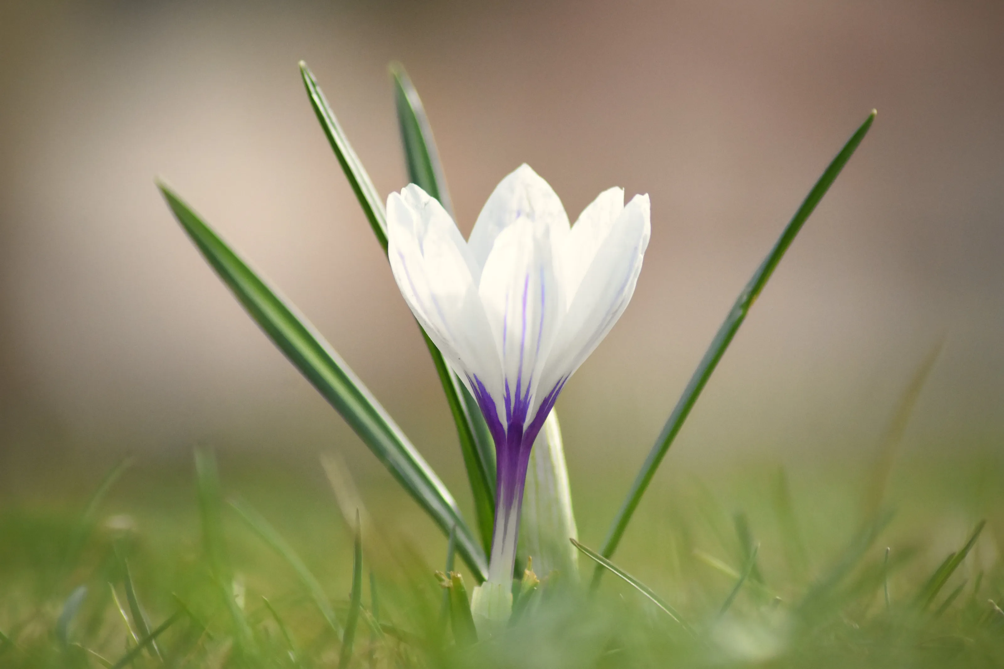 Crocus