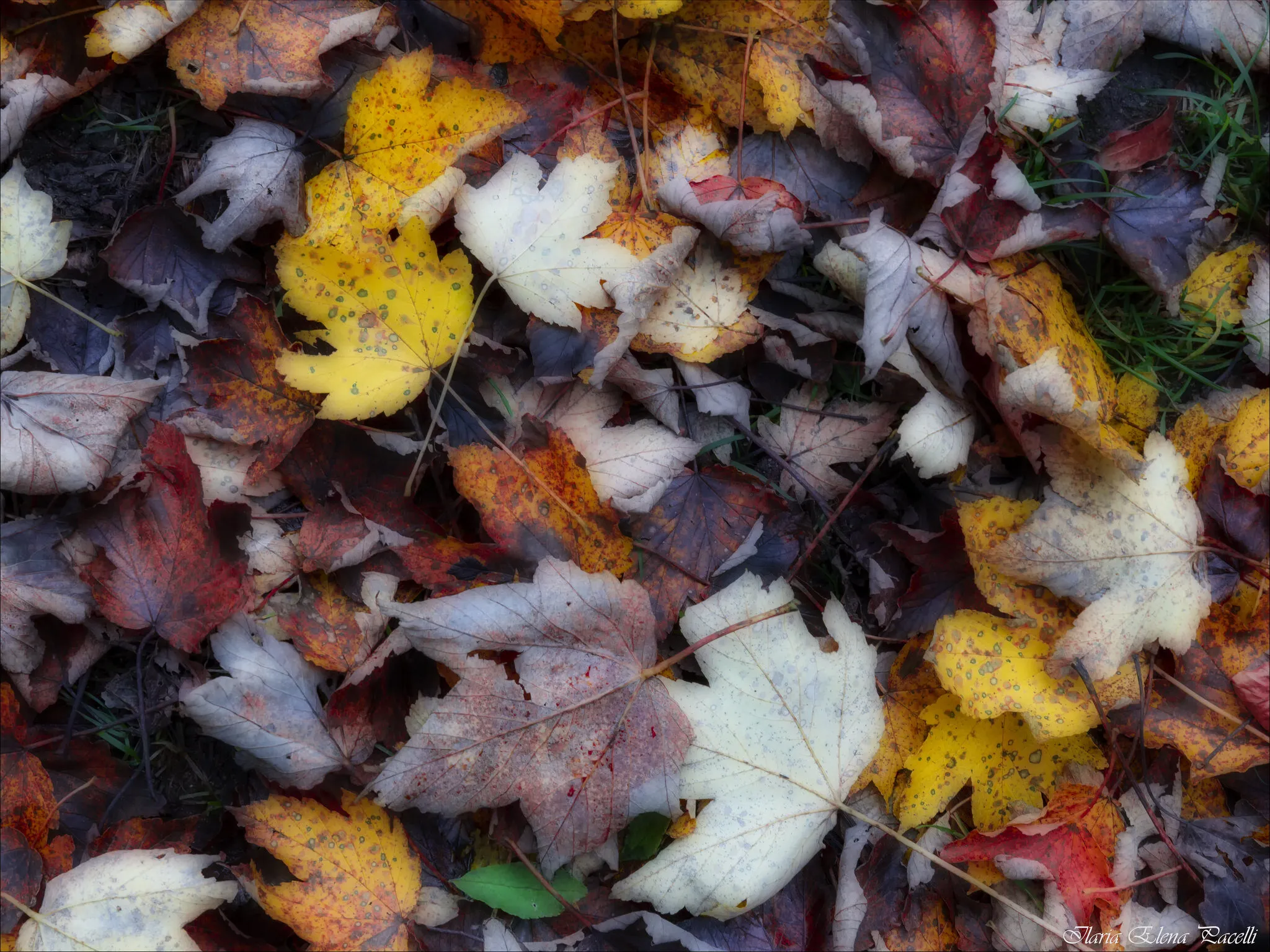 Autumn leaves