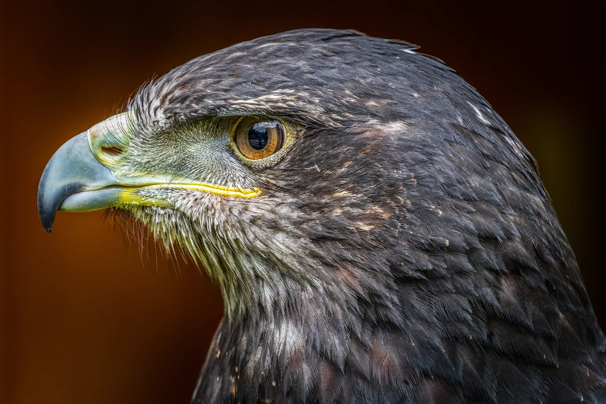 Entry 16268801