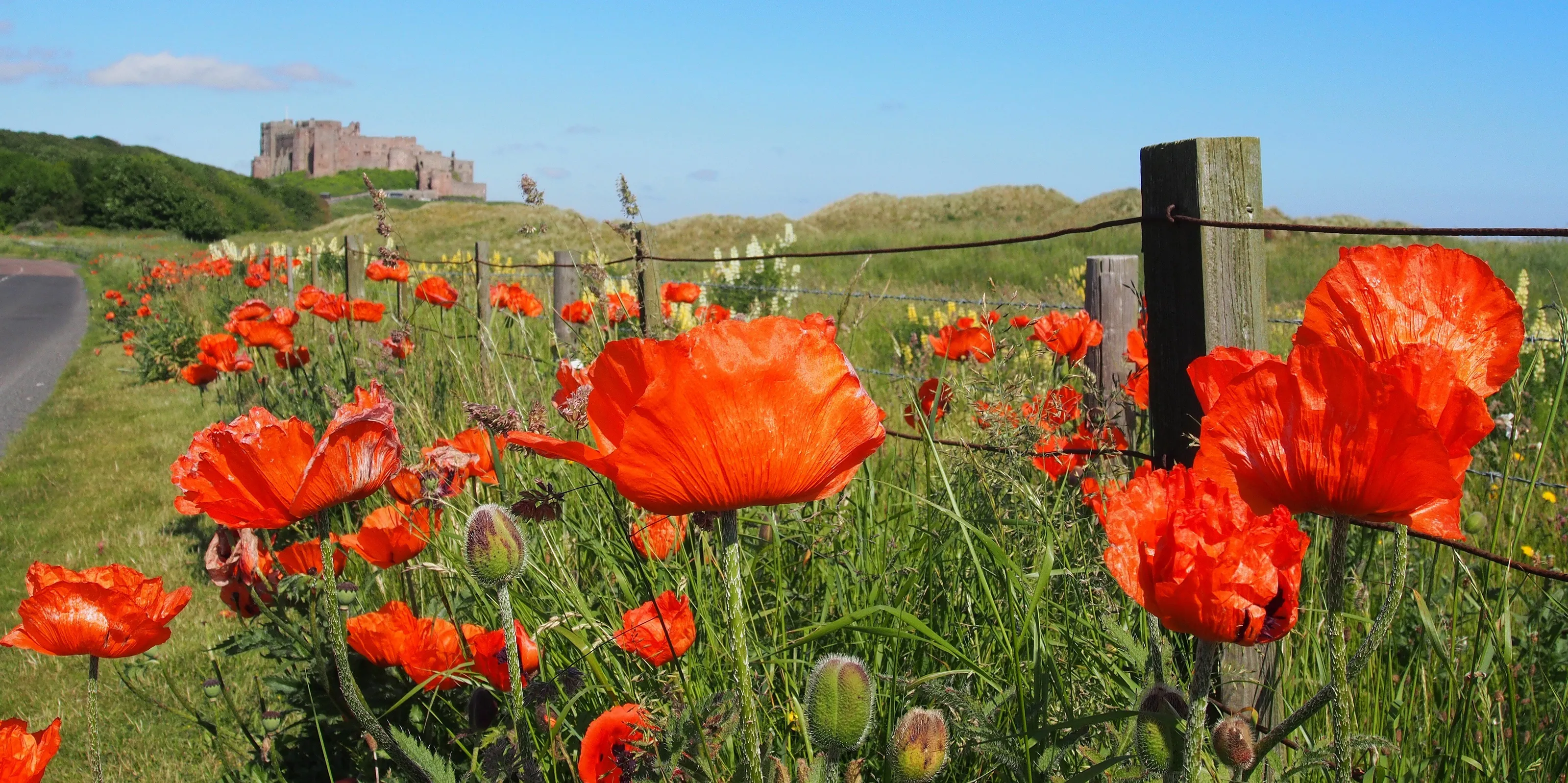 Banburgh Castle And Poppies