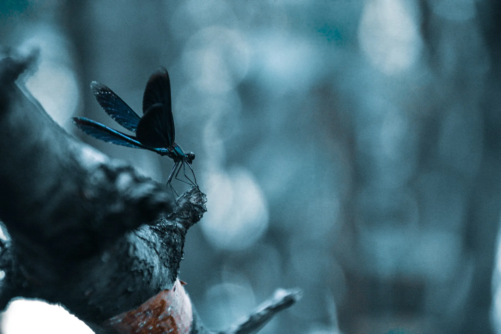 Dragonfly