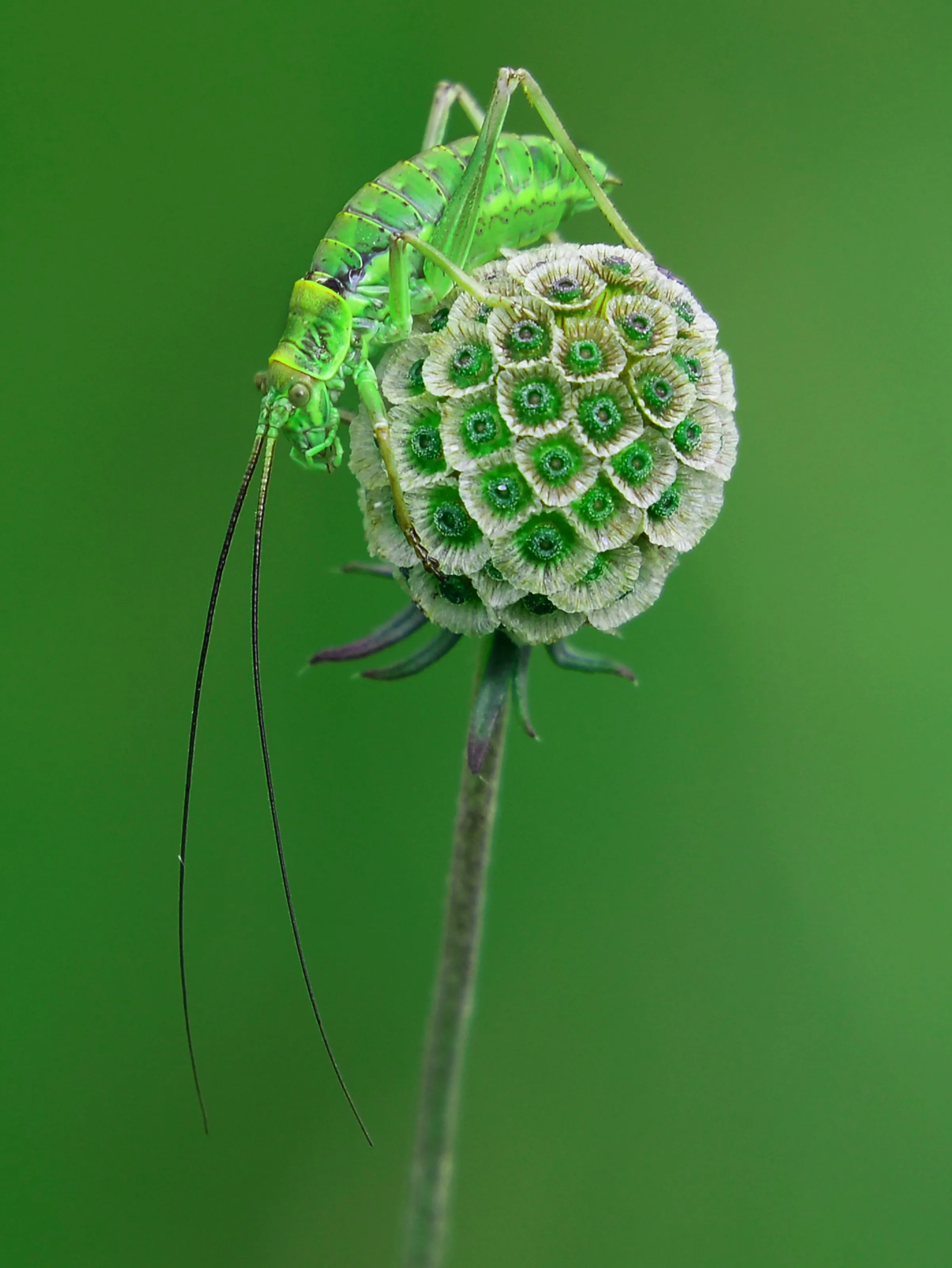 grasshopper